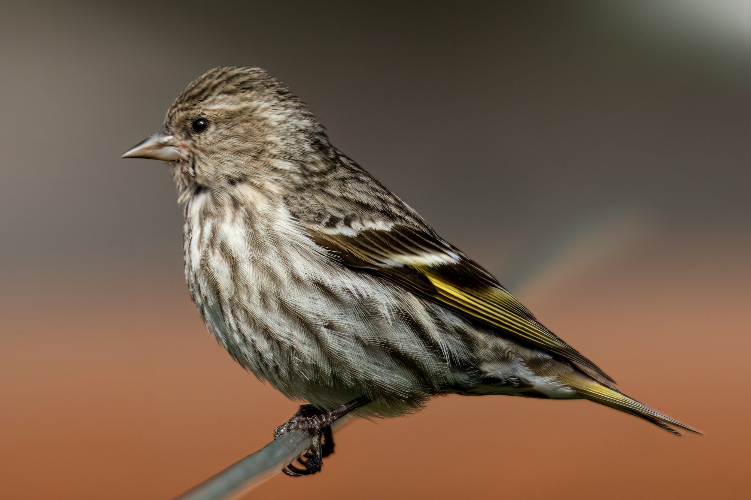 Pine Siskin