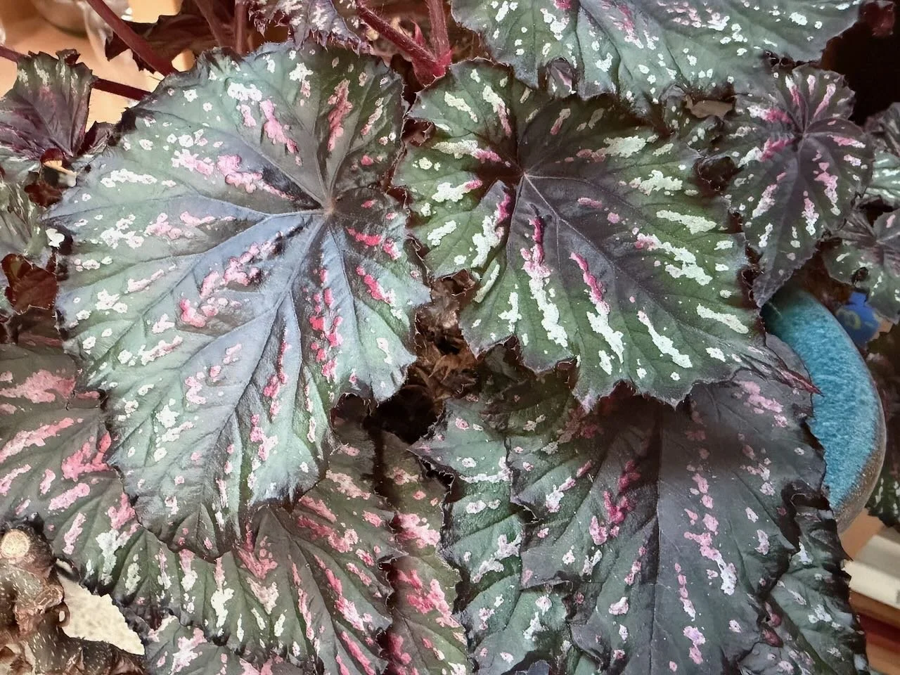 Hauntingly Beautiful: The World of Goth Plants