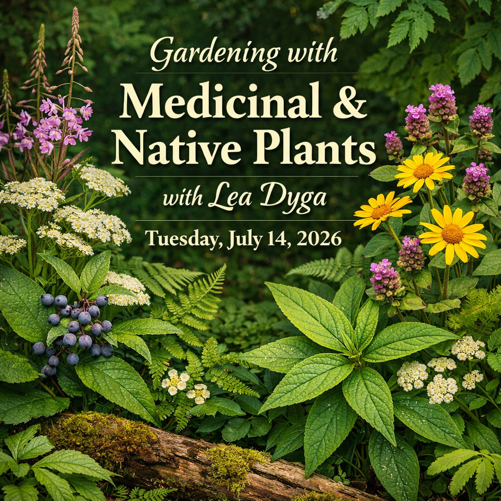 Club Meeting - Gardening with Medicinal Herbs and Native Plants with Lea Dyga