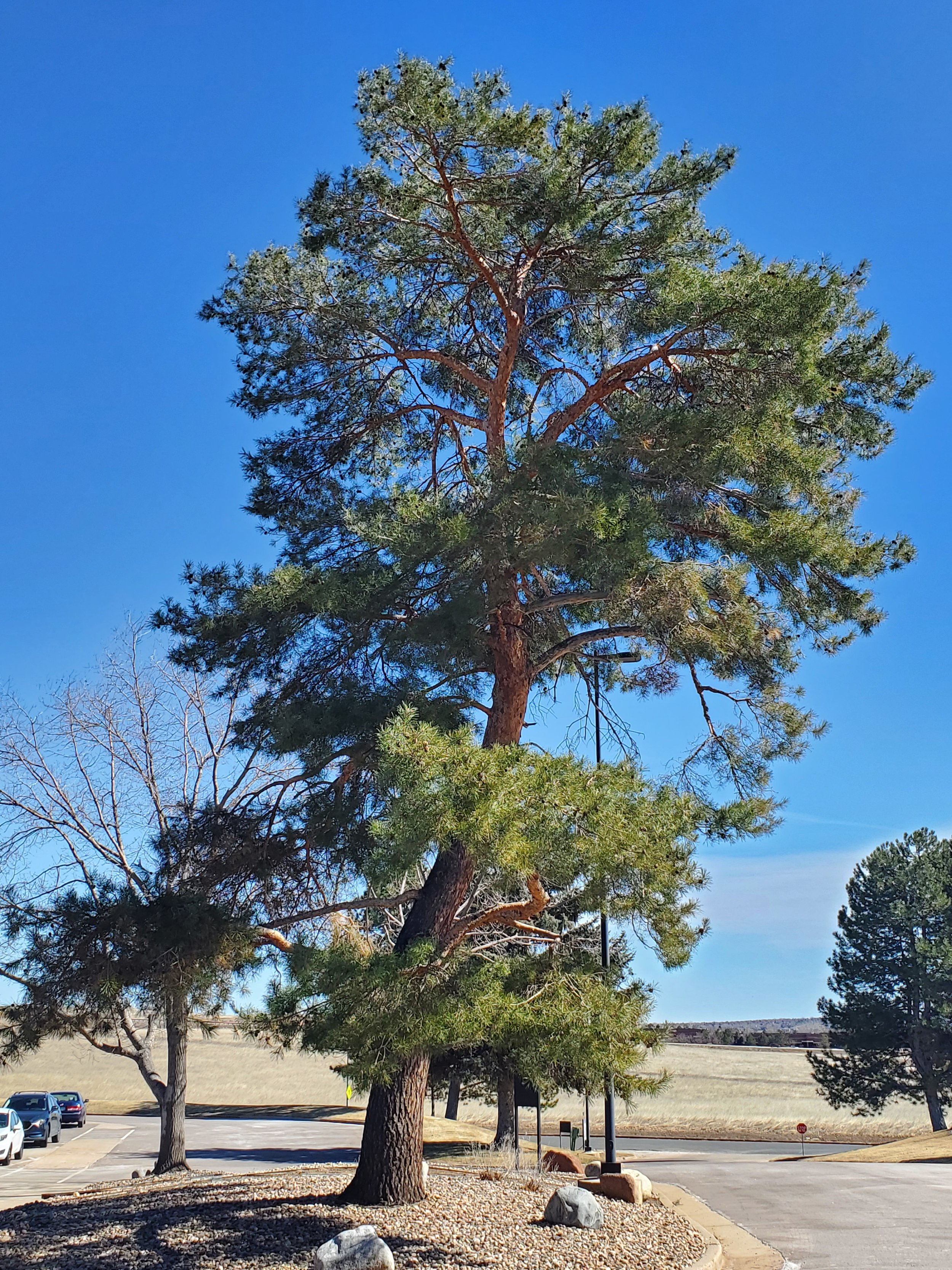 Large pine tree with green foliage standing near a parking lot, blue sky in the background, with a few other trees, parked cars, and a field in the distance.
