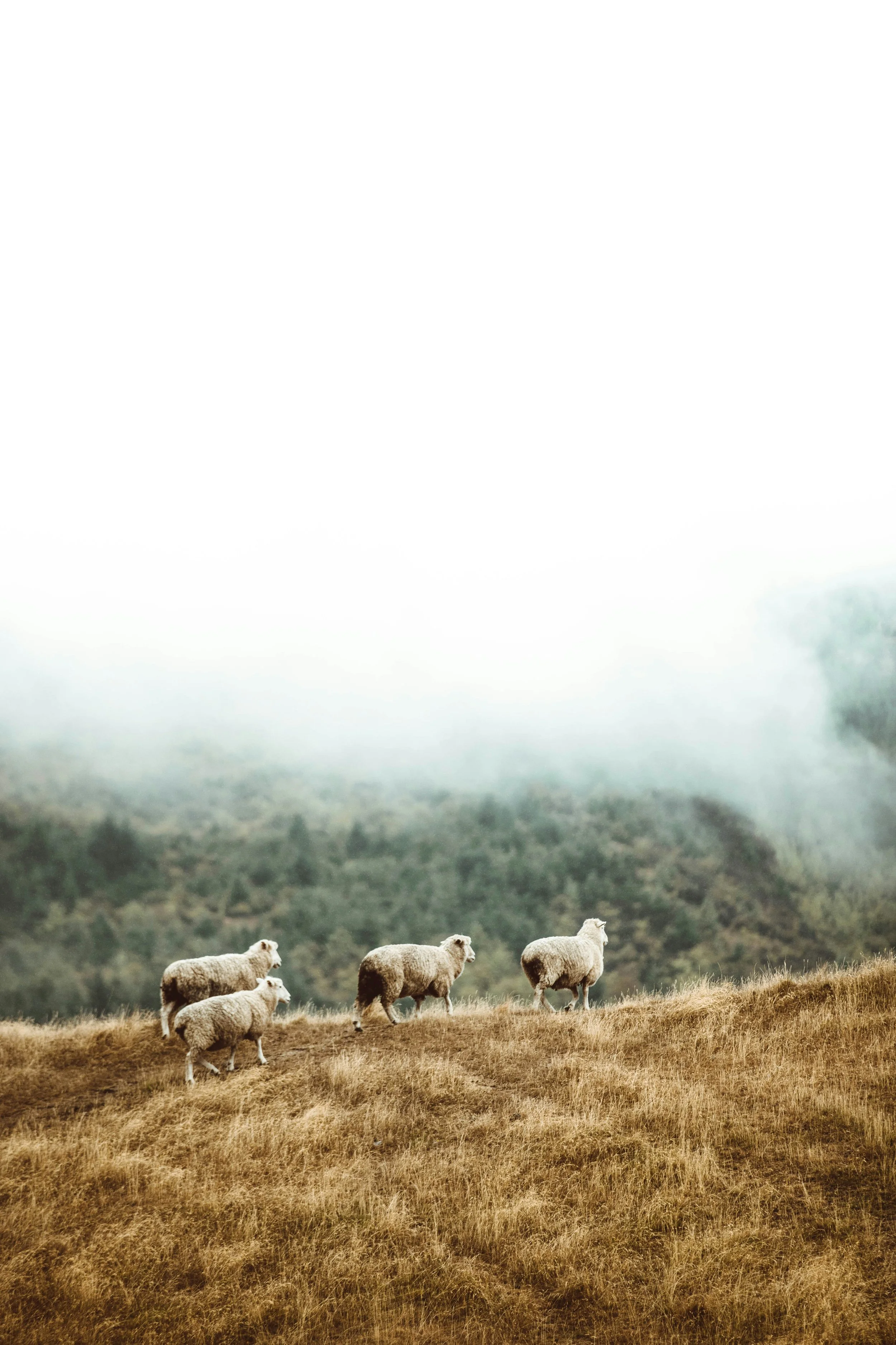 Chosen in Christ: What Predestination Really Means