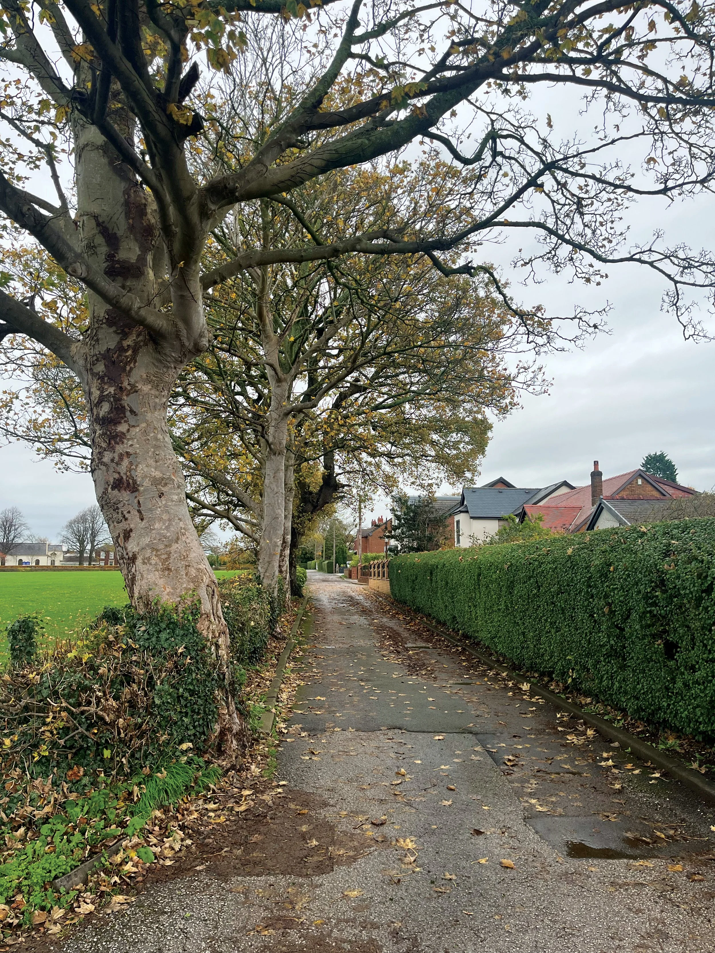 A narrow sidewalk lined with trees on the left and a neatly trimmed hedge on the right, with a row of houses in the background on a cloudy day. Taken by Kelly Mairs in Cottam, Preston, United Kingdom.