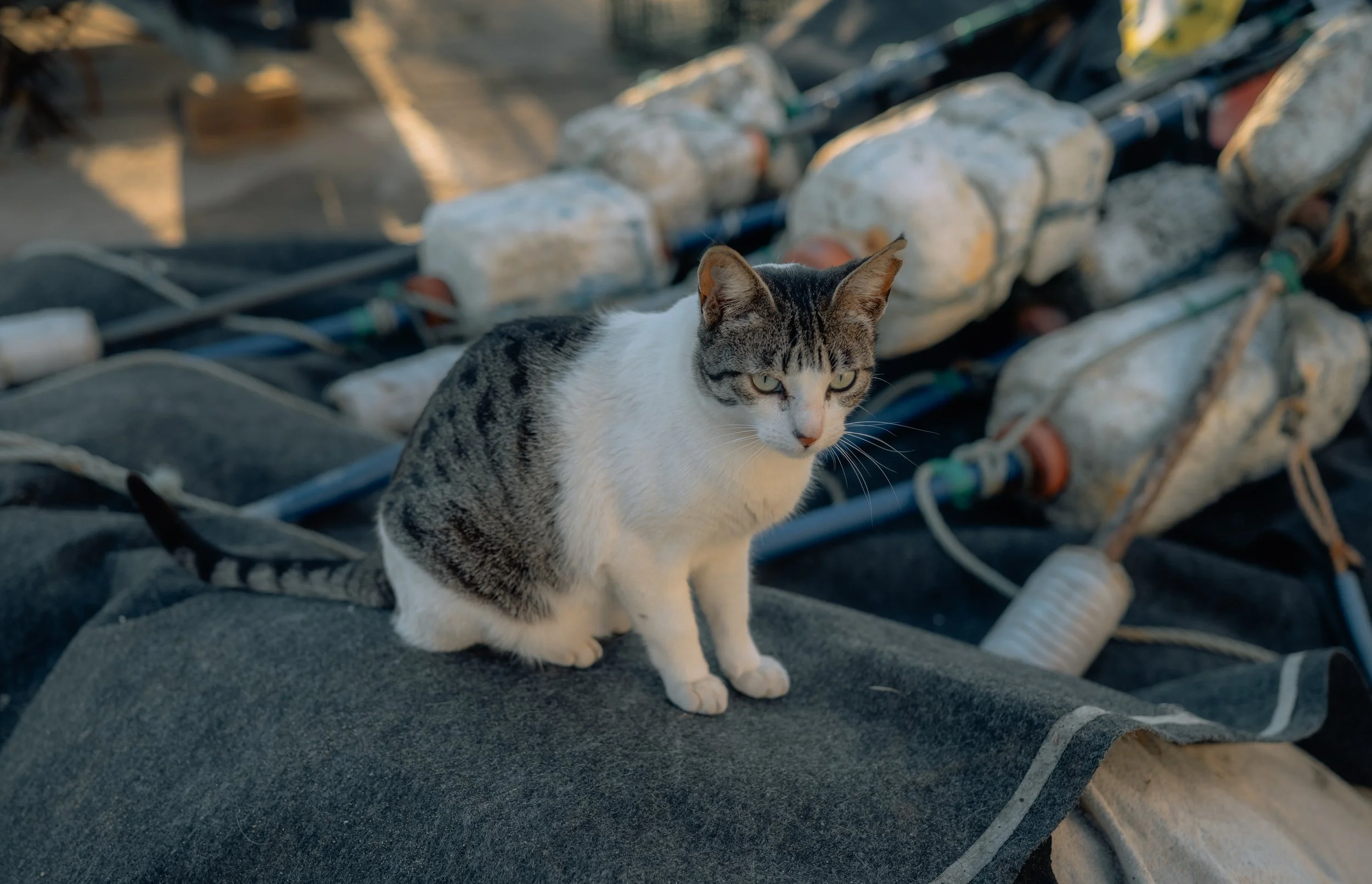 DSC_3668.jpg