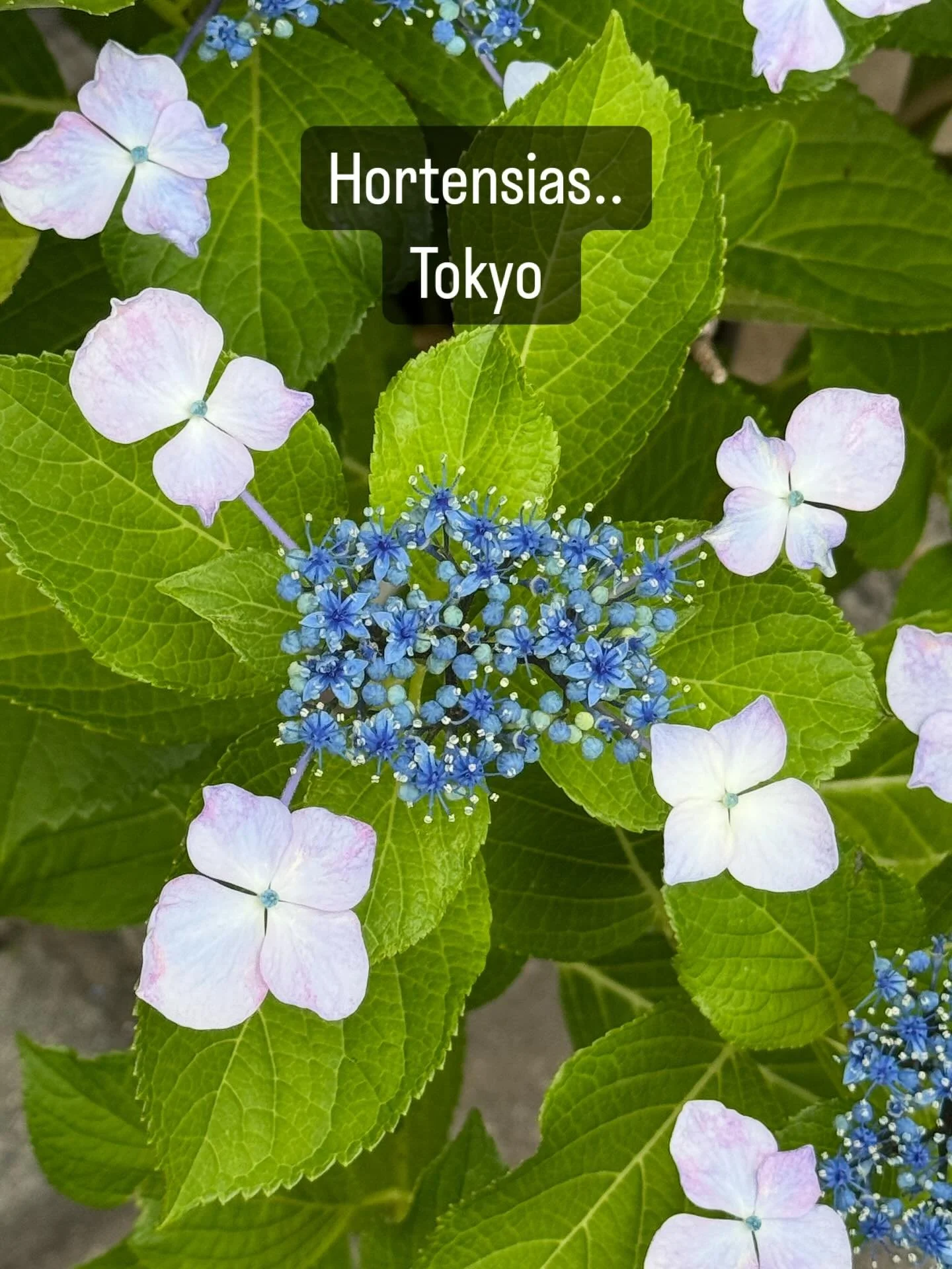 🇯🇵A Tokyo &hellip; les hortensias sont comme autant de messages color&eacute;s &hellip;. S&rsquo;ils ne sont pas &agrave; proprement parl&eacute; des rem&egrave;des, ils ont n&eacute;anmoins au Japon des vertus symboliques
	&bull;	l&rsquo;hortensia