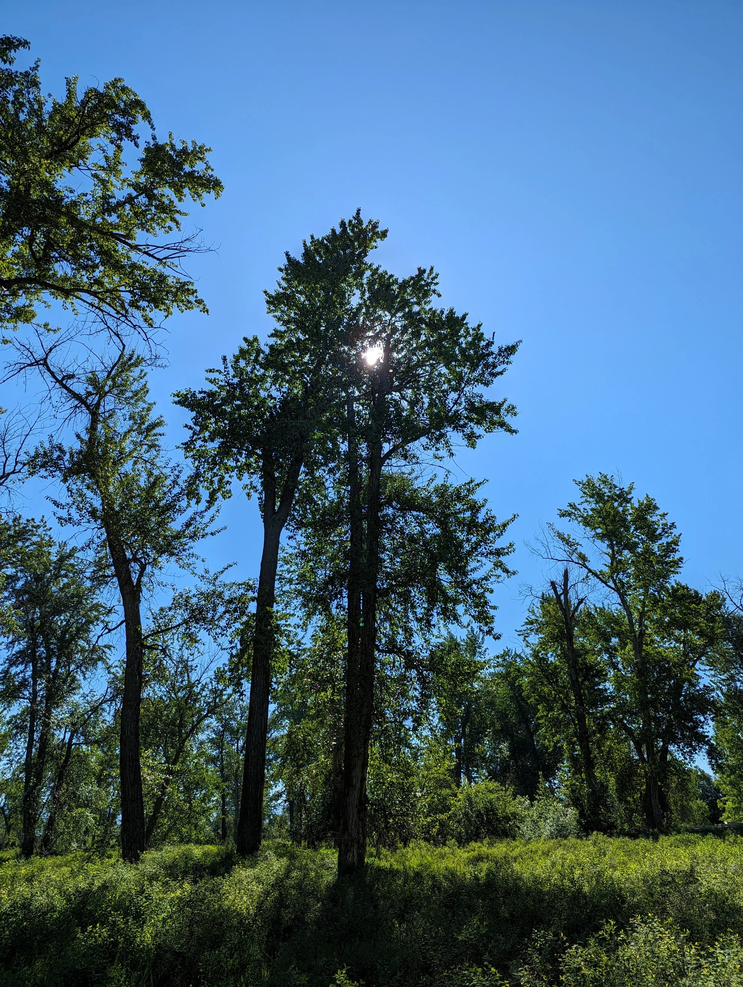 Tall trees with green foliage under a bright blue sky with the sun peeking through.