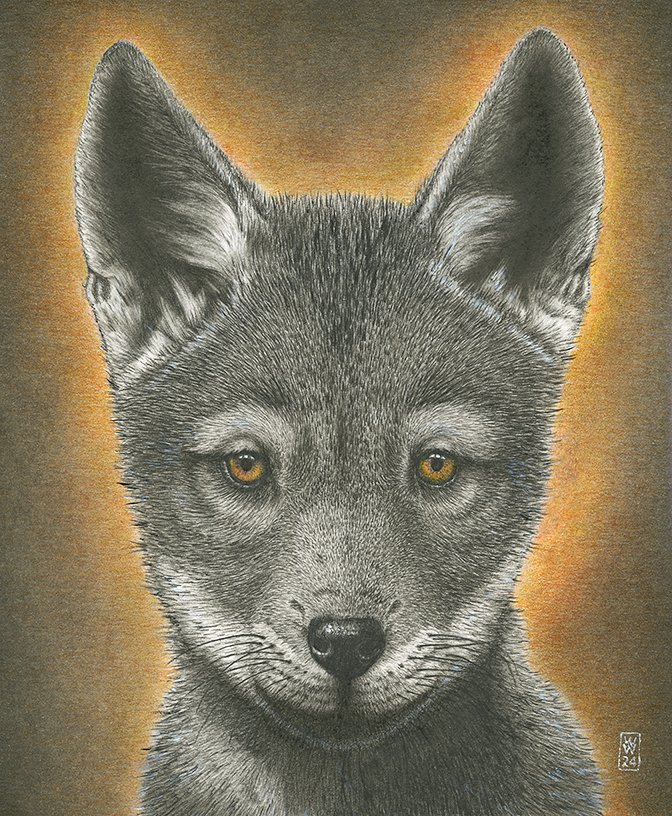 I am Ethiopian Wolf Pup