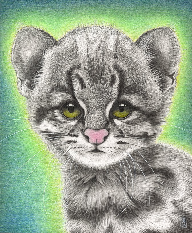 I am Andean Cat Kitten