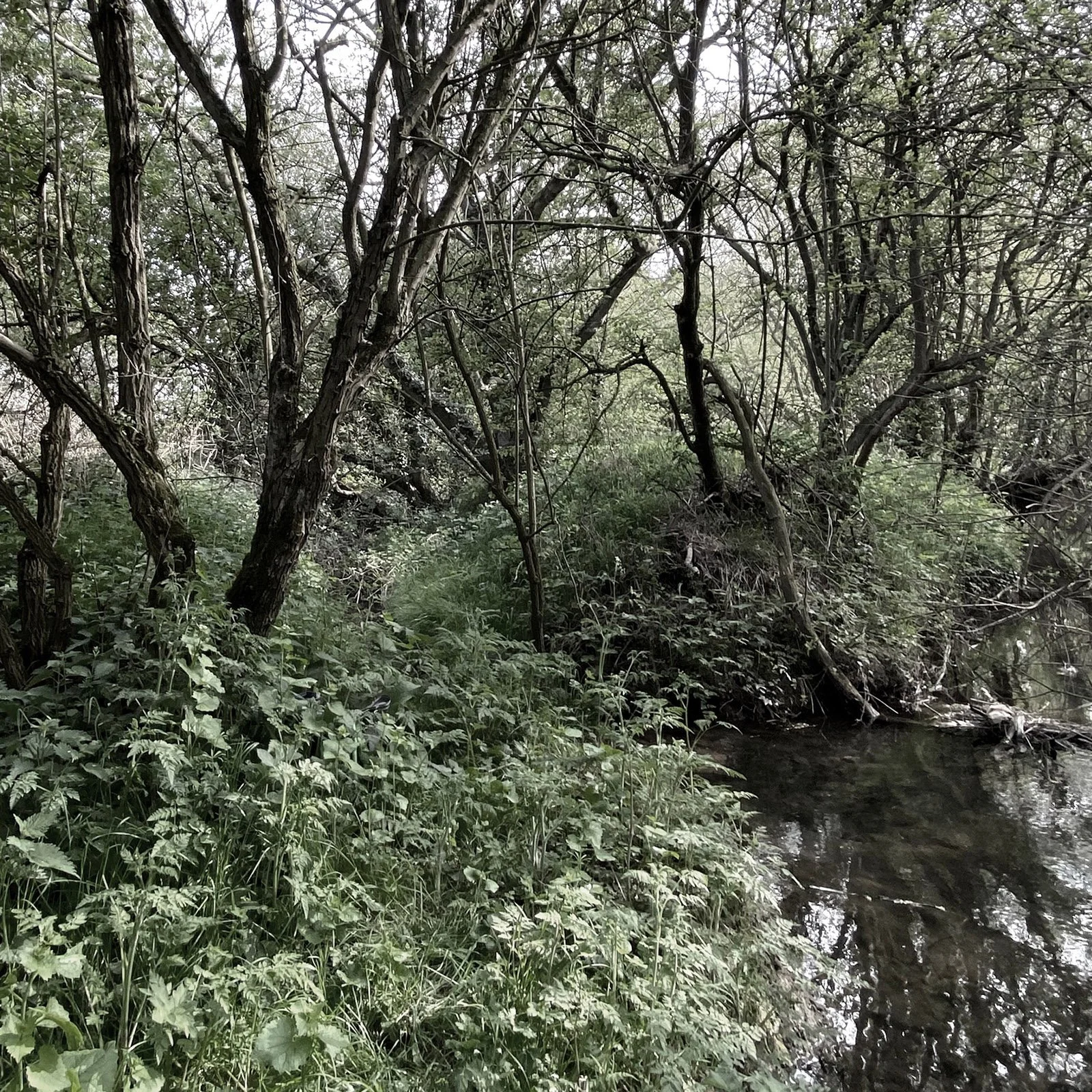 Polser Brook Sanctuary 18cm9.jpg