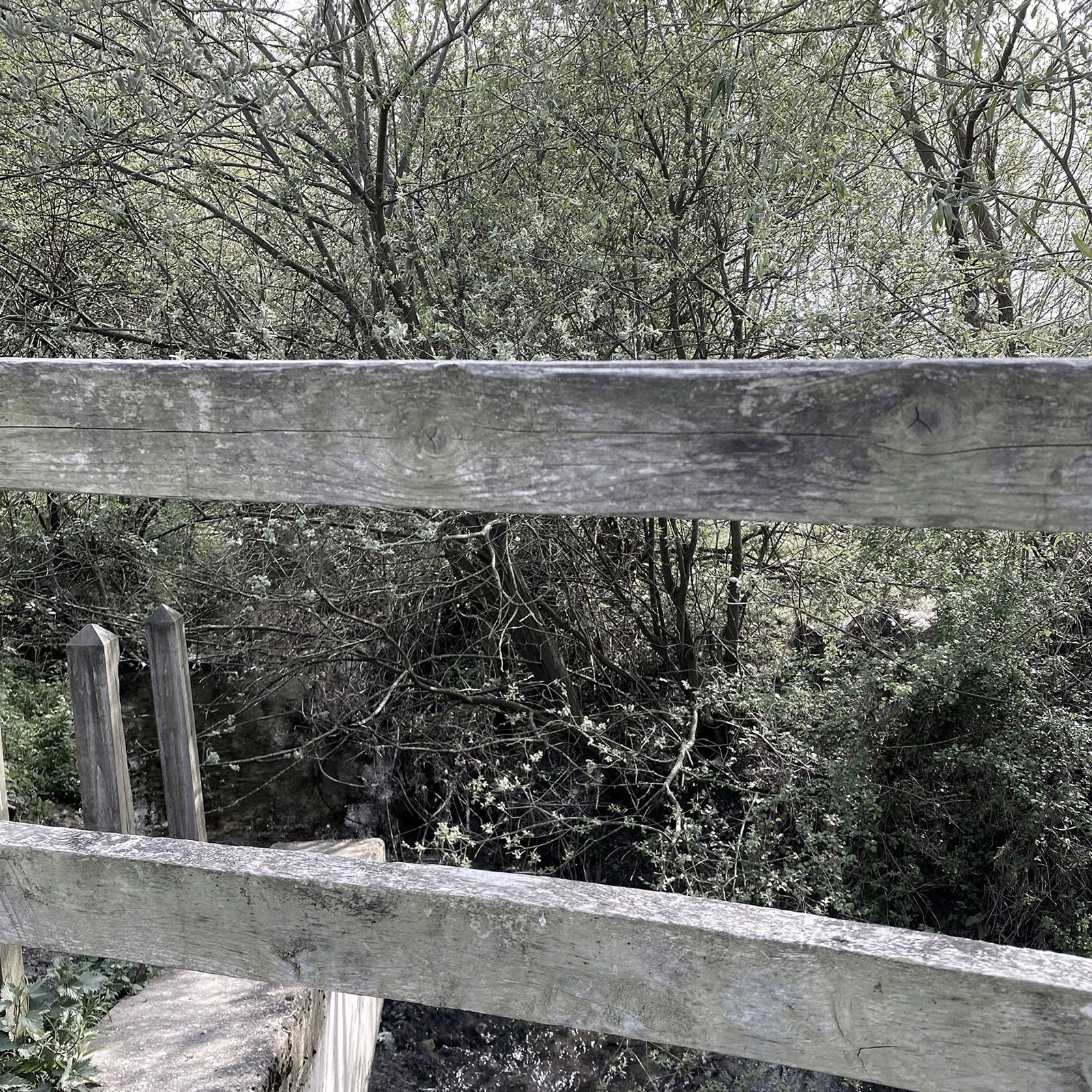 Polser Brook Sanctuary 18cm5.jpg