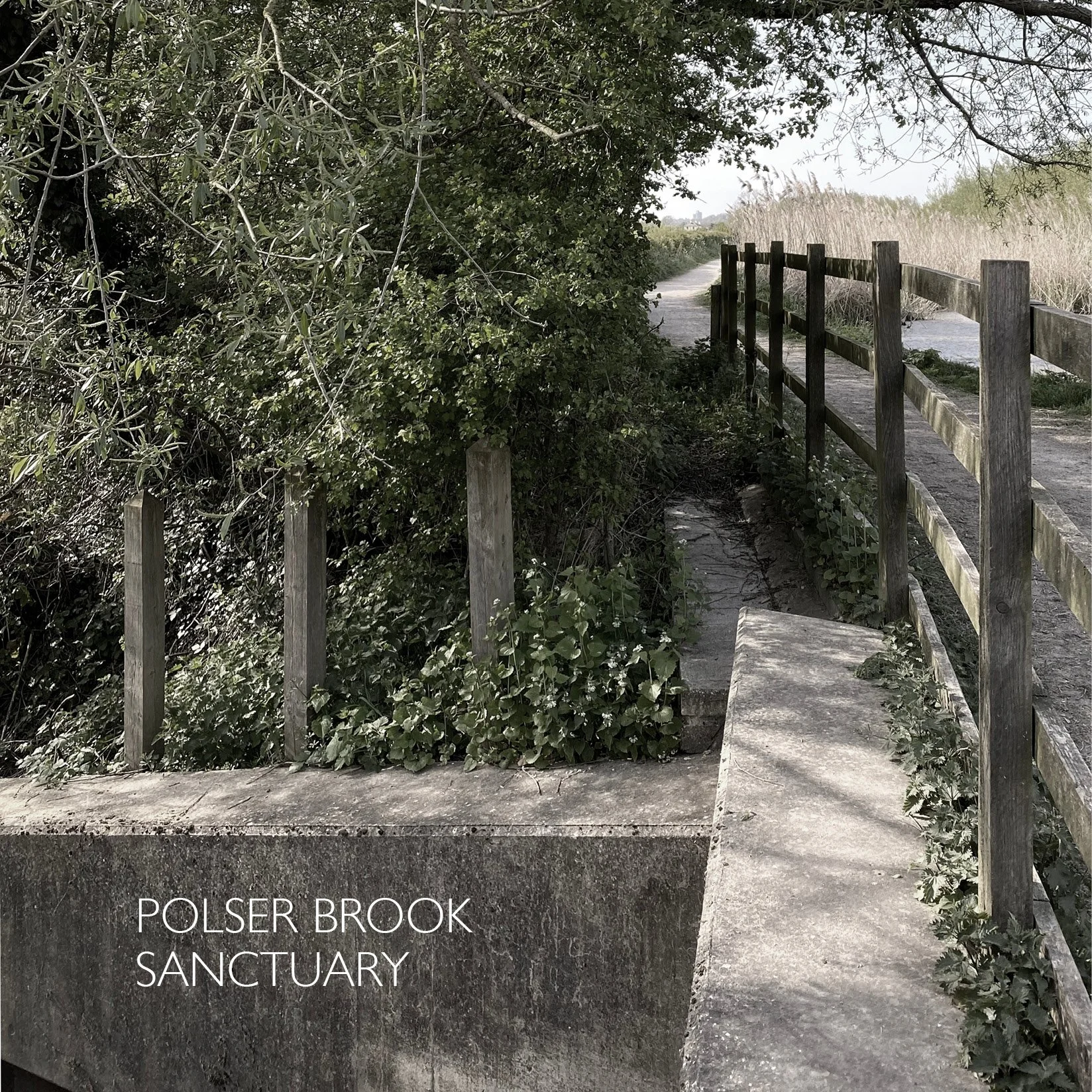 Polser Brook Sanctuary 18cm.jpg