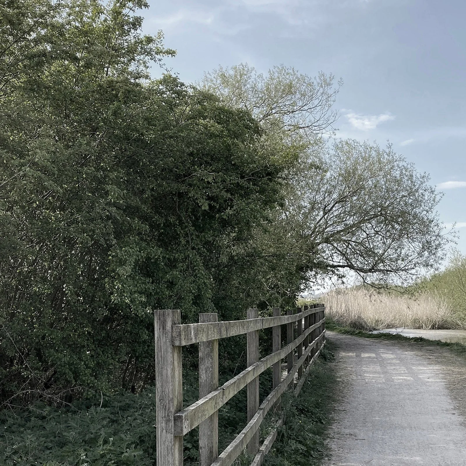 Polser Brook Sanctuary 18cm13.jpg