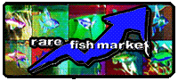 Colorful animated banner with the text 'rare fish market' and images of various fish in the background.