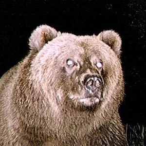 bear