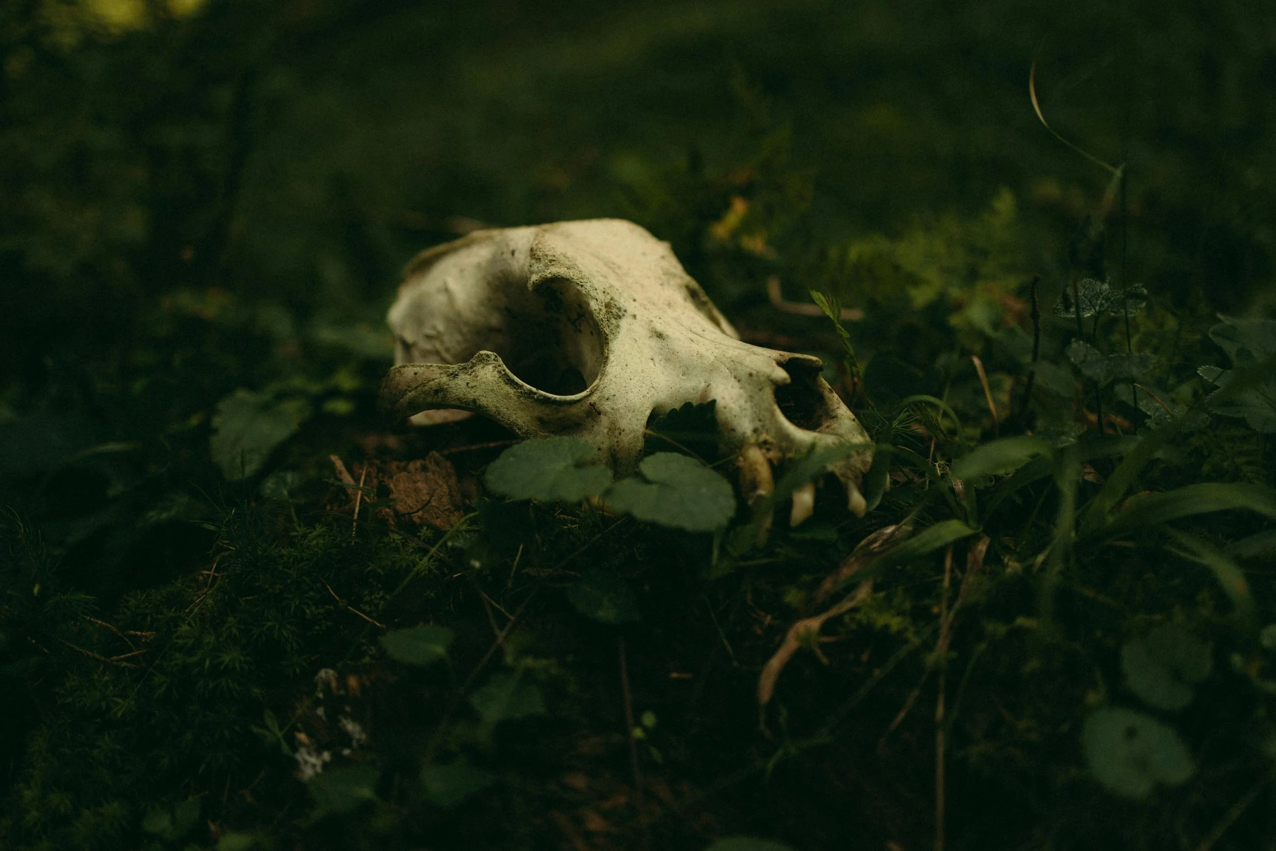 A weathered animal skull resting in deep green moss and forest floor clover, symbolizing the cycle of death, decomposition, and new growth.