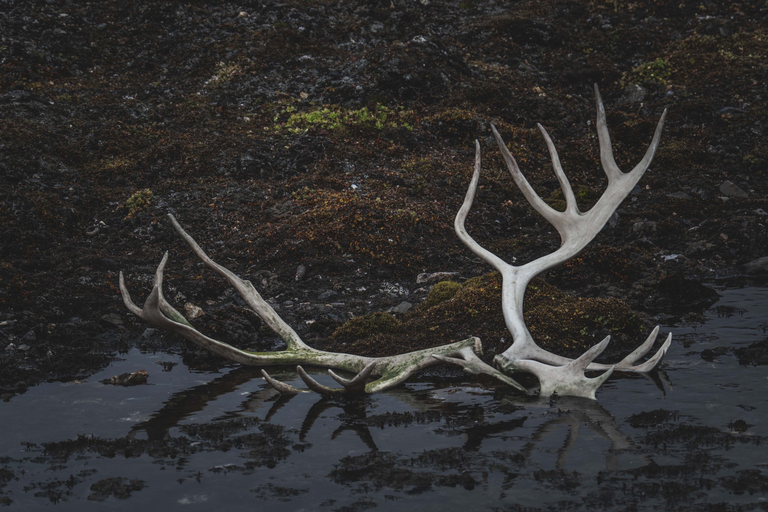 Deer antlers resting in dark, mossy water under moonlight, symbolizing quiet growth during the Buck Moon.