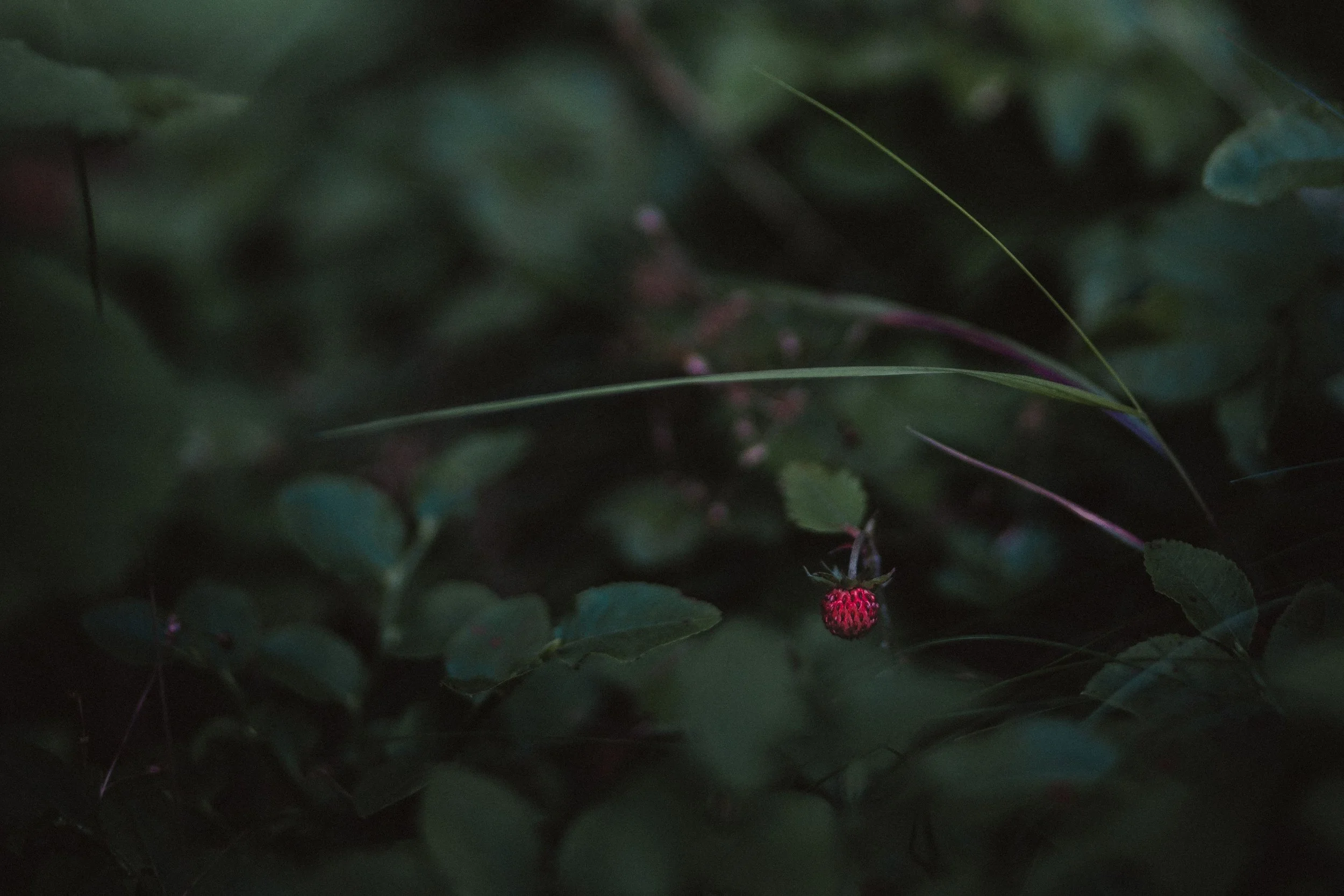 A close-up, atmospheric photograph of a single small wild strawberry ripening on a low vine close to the ground, surrounded by deep green moody foliage and thin blades of wild grass under soft, dim natural light.