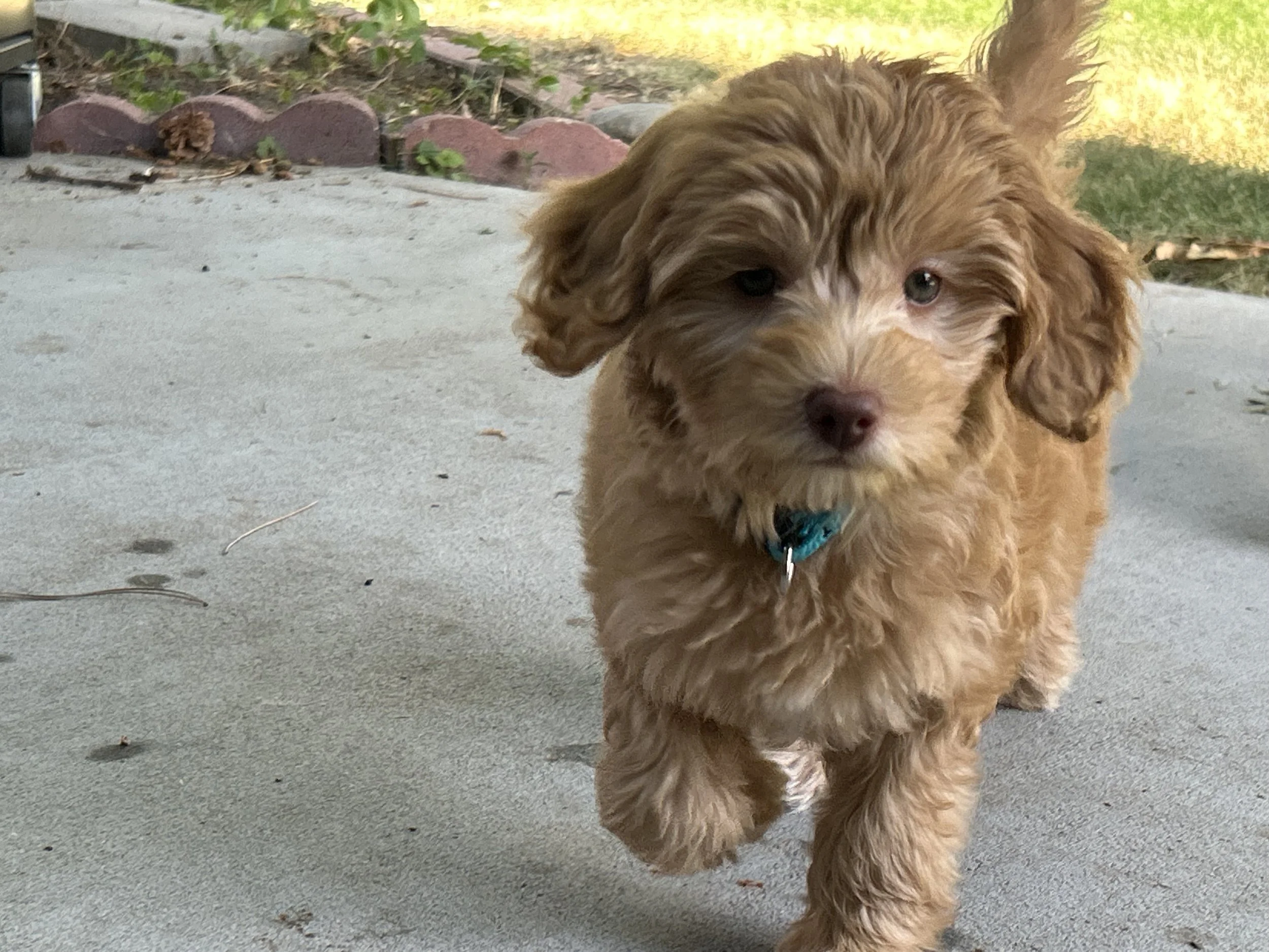 Rufflesrunning.jpg