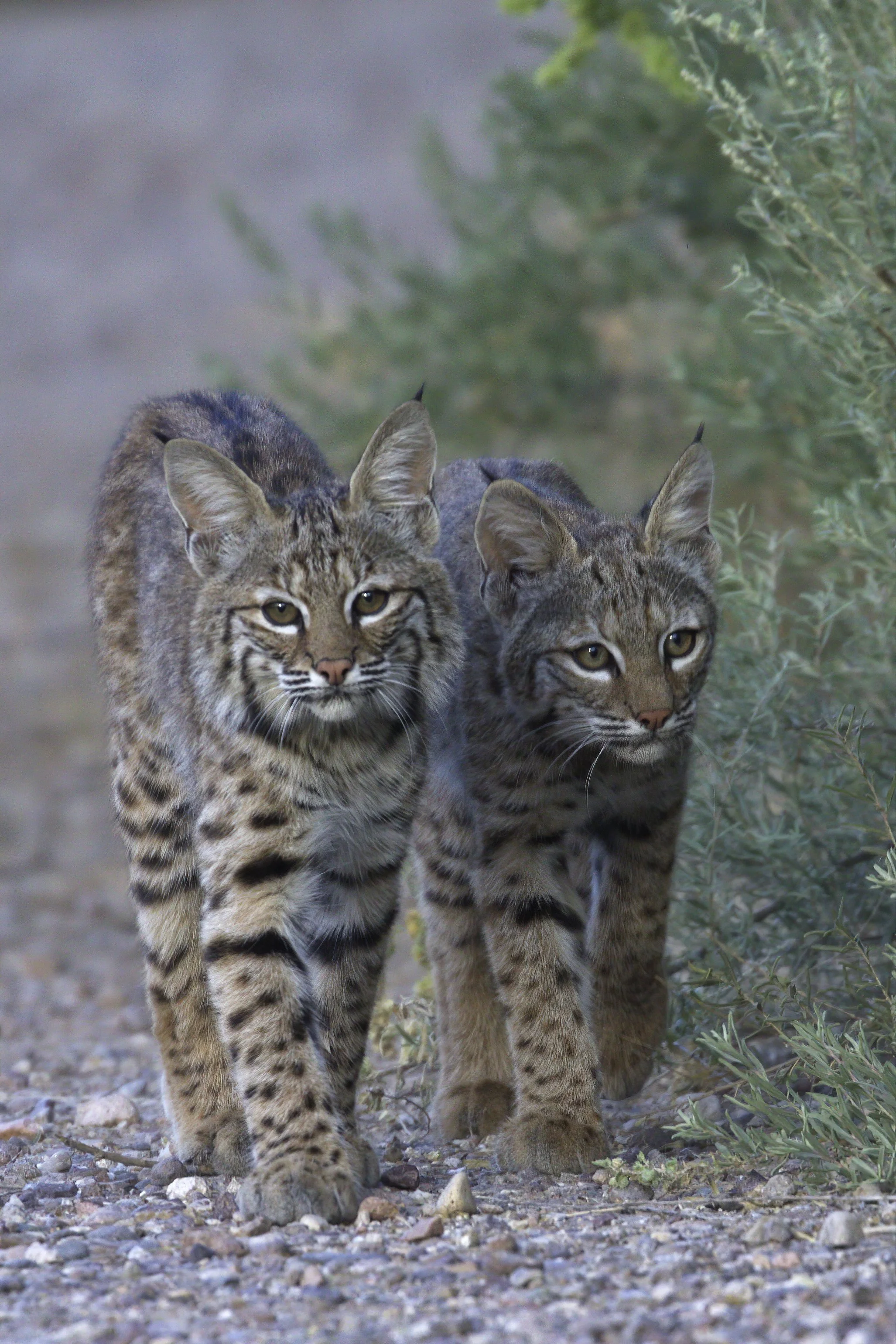 Bobcat kittens_19J0009a-Topaz.jpg