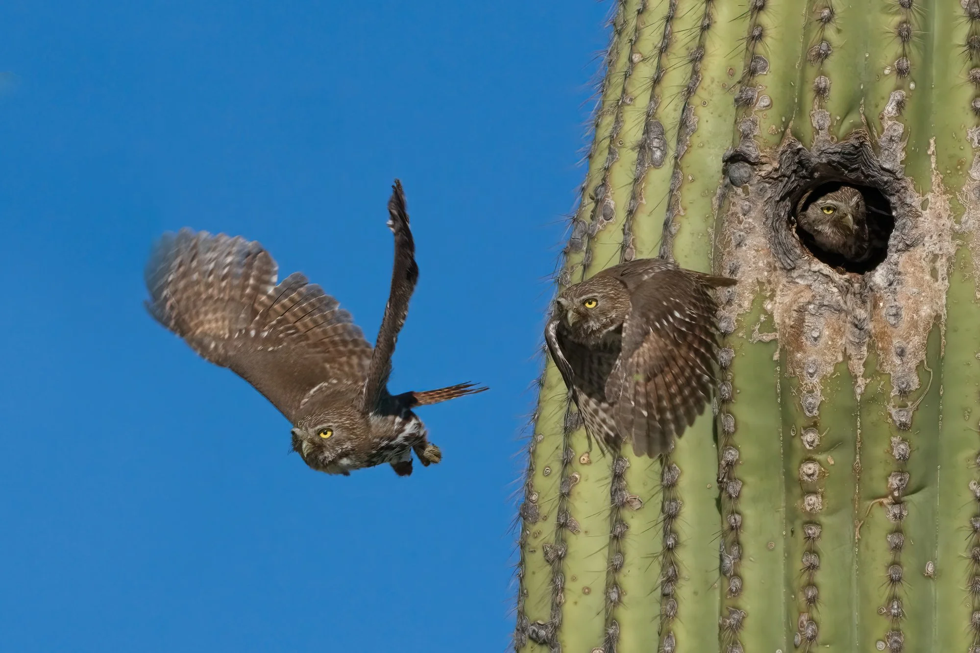 Ferruginous Pygmy-Owl adult female in flight (Series 7) Composite_23E0002PW.jpg
