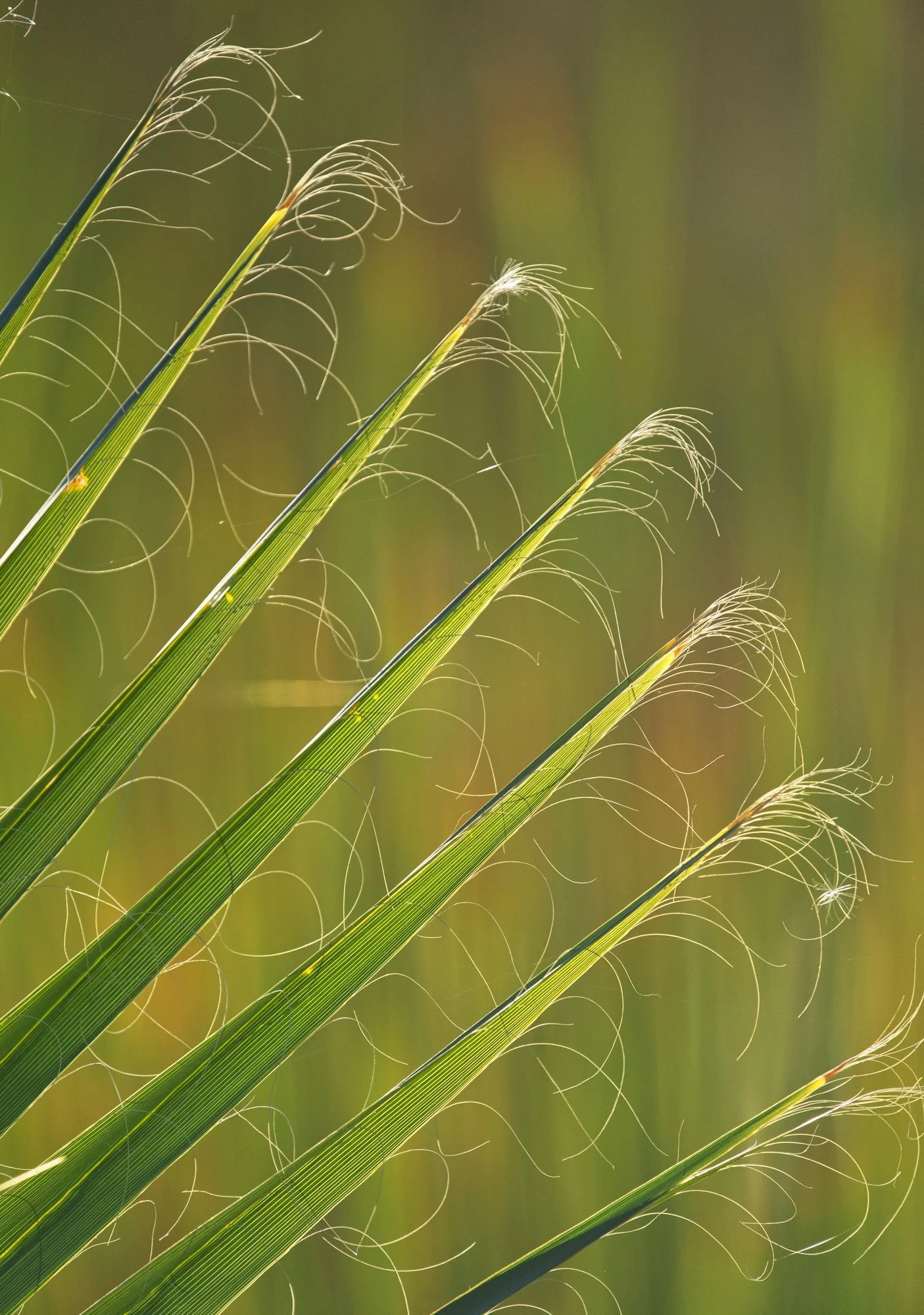 Palm Frond_25K0002PW.JPG