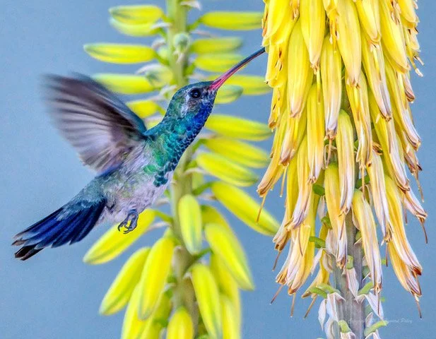 Paley Hummingbird & Yellow.jpeg