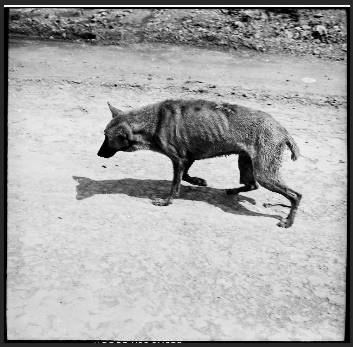 STARVING DUMP DOG.png