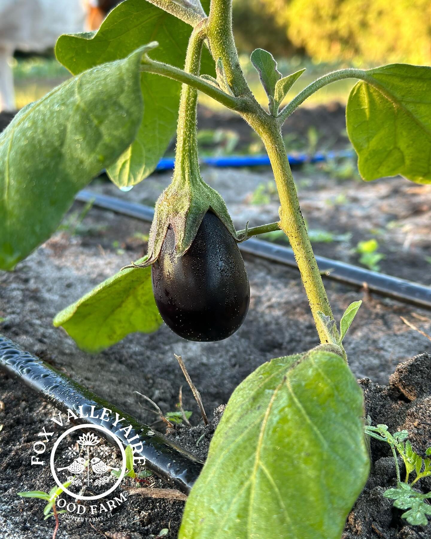 Our plants are loving the cool weather and so are we! We have an abundant holiday season ahead of us! The FV staff have been hard at work preparing the most nourishing and delicious produce for our CSA members! Still a few spots left! 

#jupiterfarms