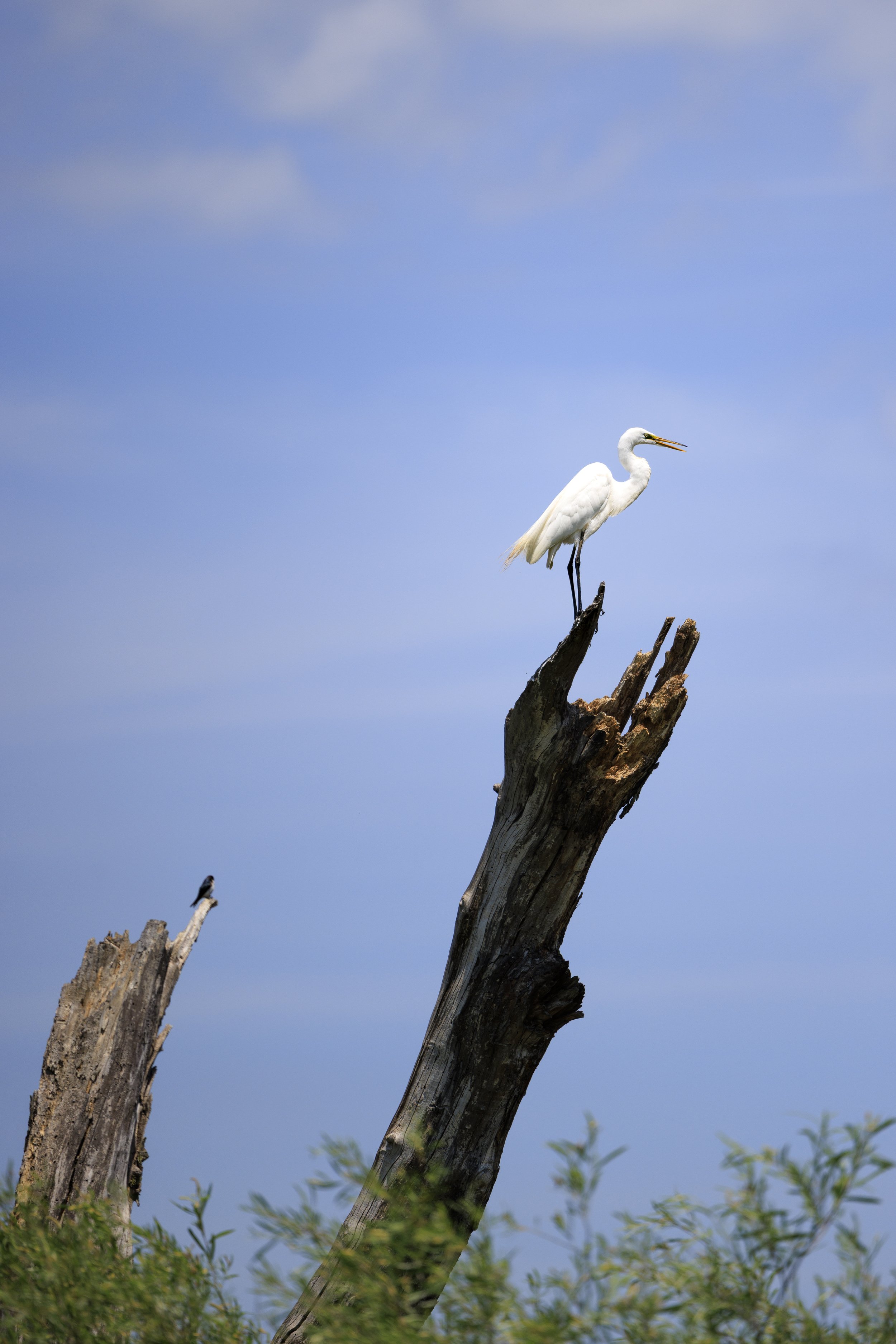 The Great Egret-Full.jpg