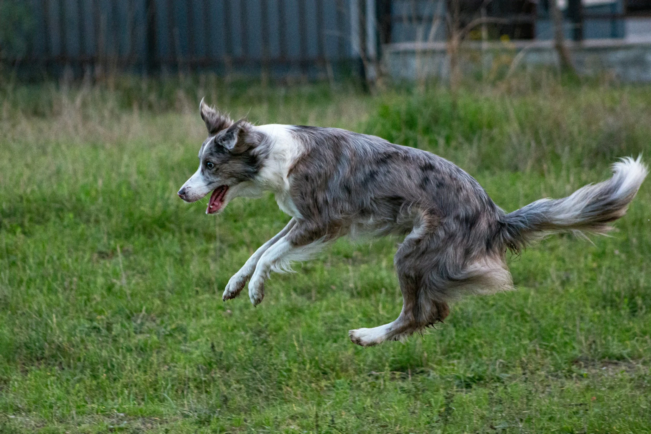 Dog agility training Gansevoort