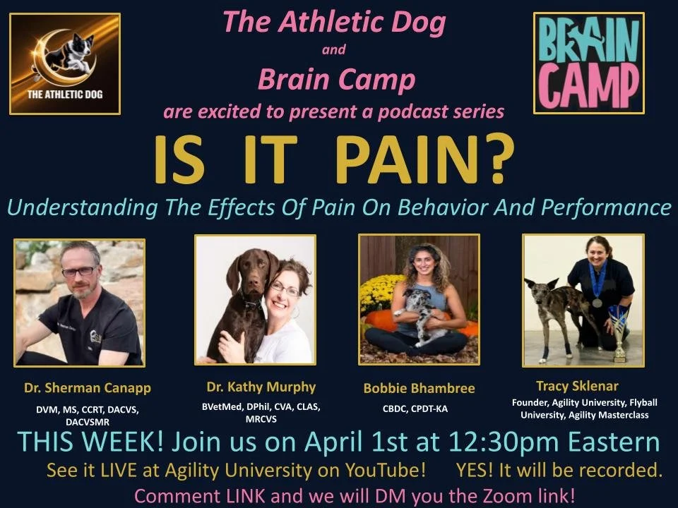 Is It Pain? Understanding The Effects Of Pain On Behavior And Performance