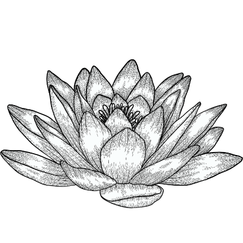 Andrea Toole  life coach ADHD midlife water lily