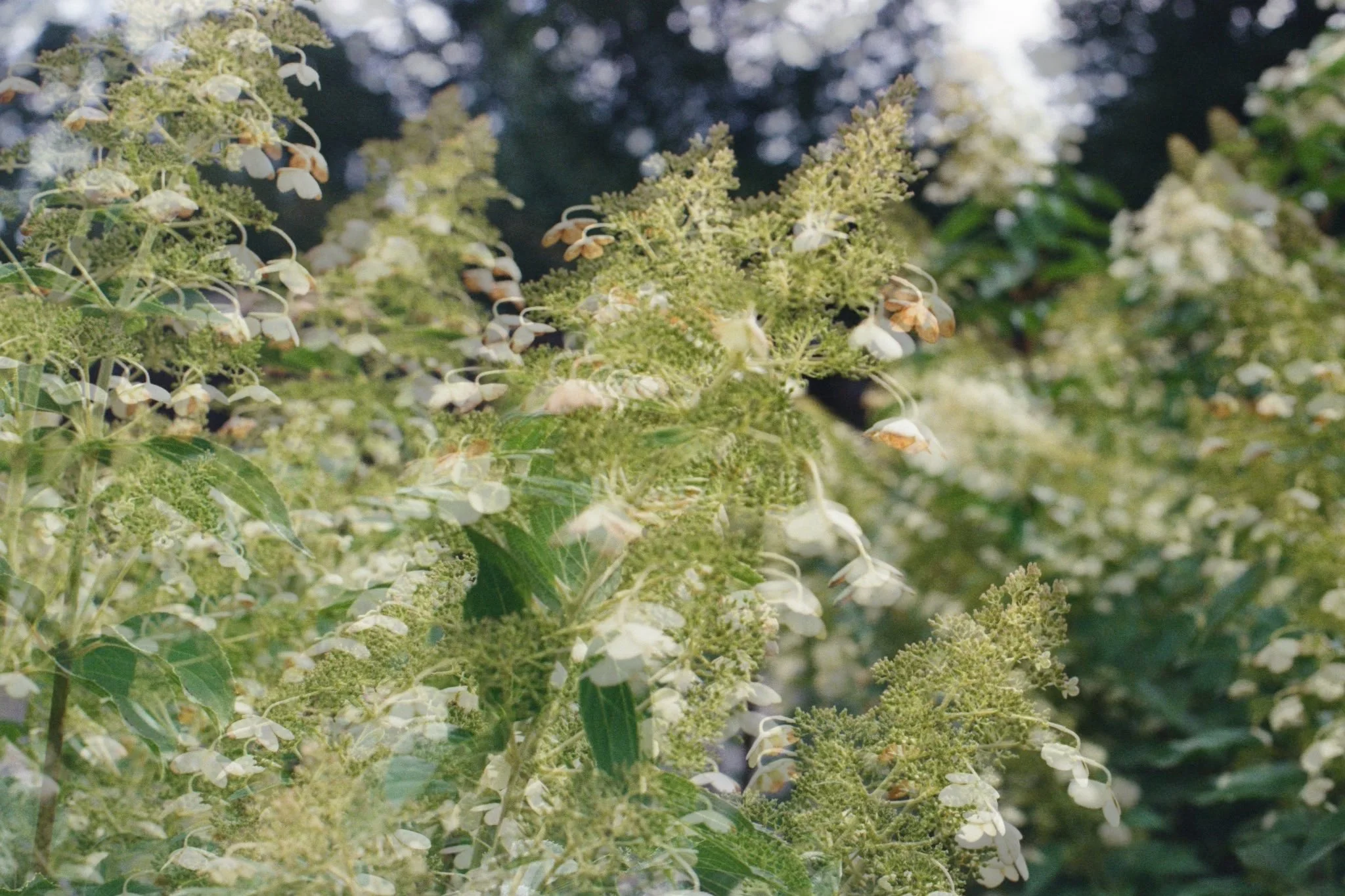 Sonic Dreamers - Reimagining the audiovisual hierarchy with experimental sound practice (2026)