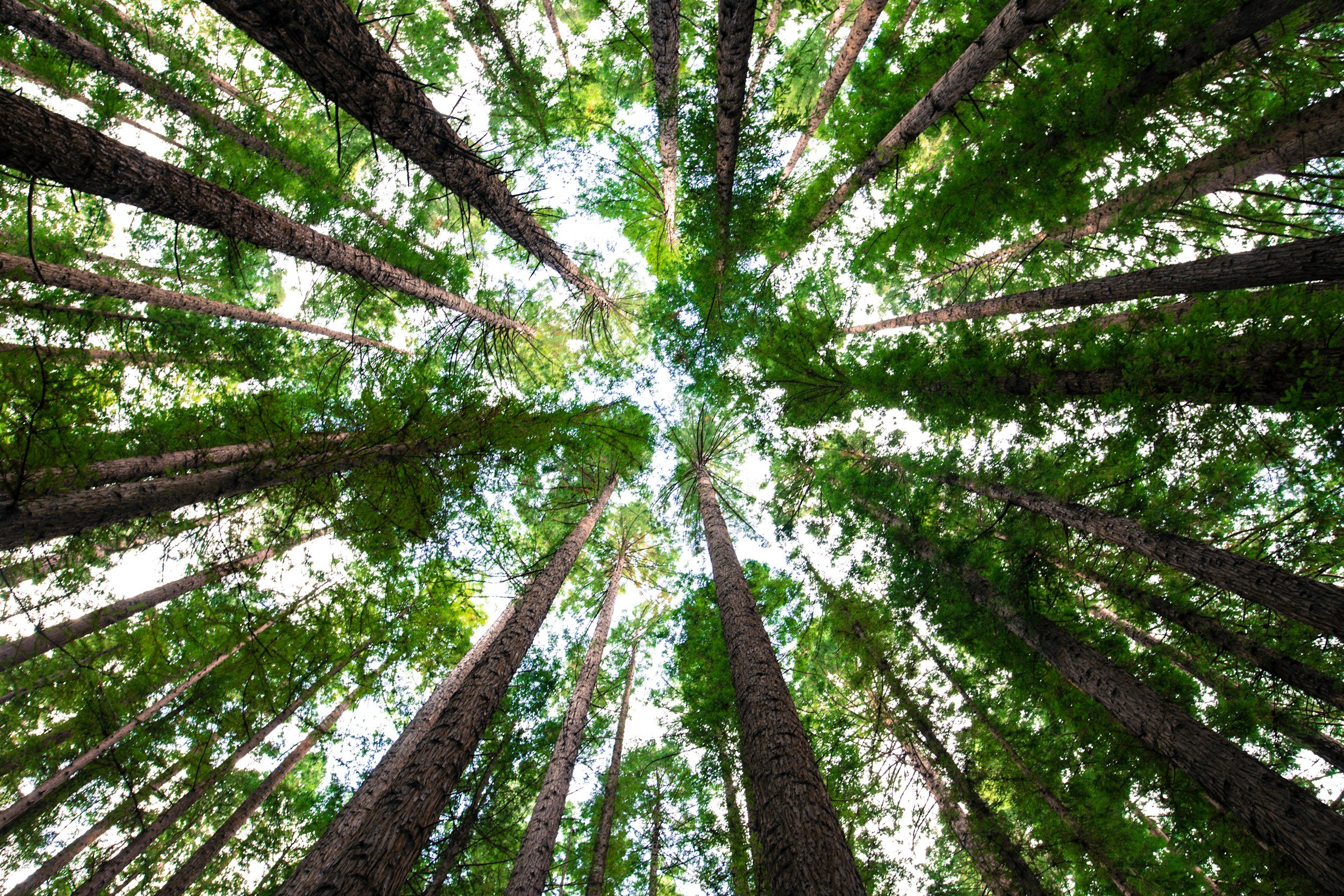 The Zero-CapEx Path to Corporate GHG Reduction