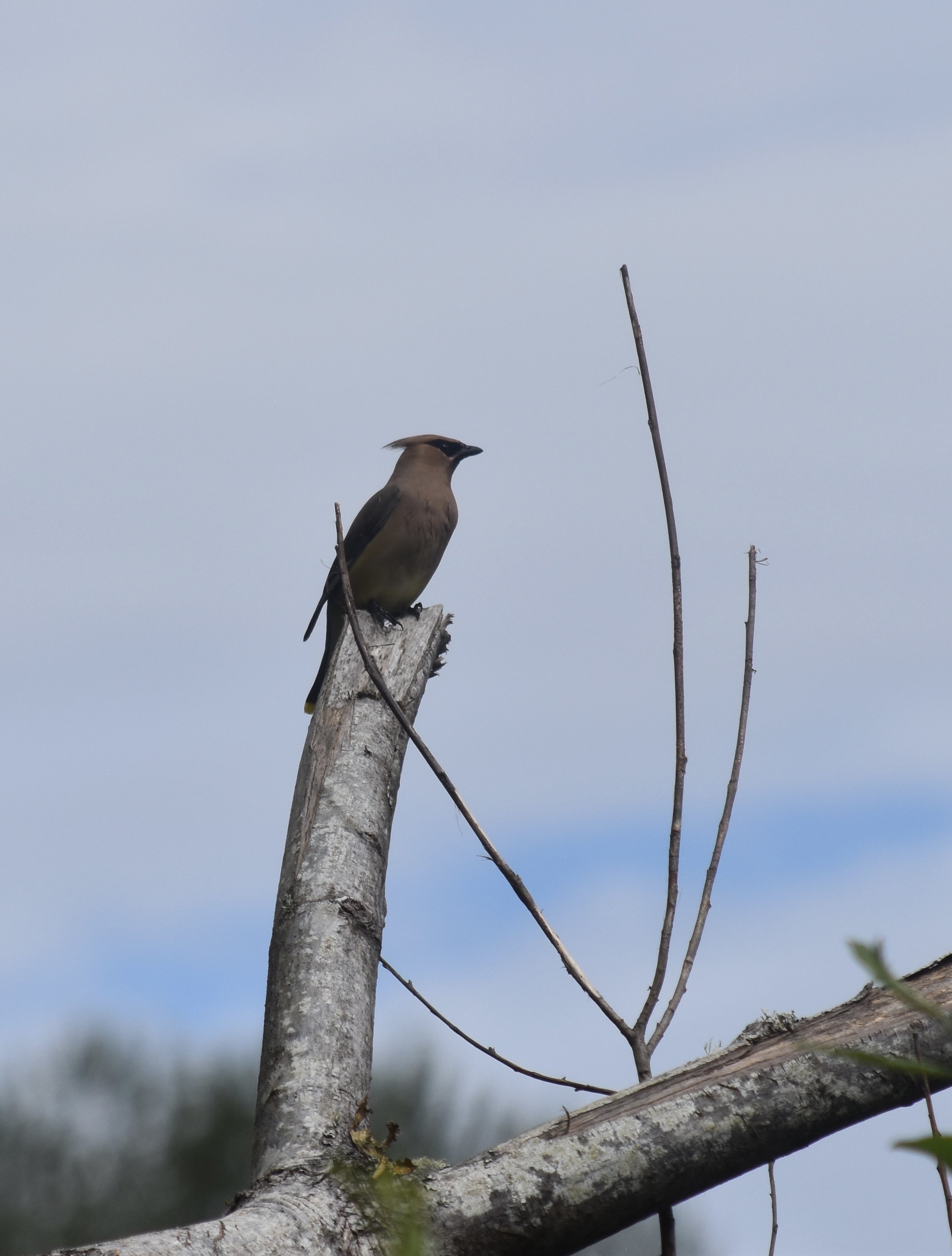 DSC_0092.jpeg