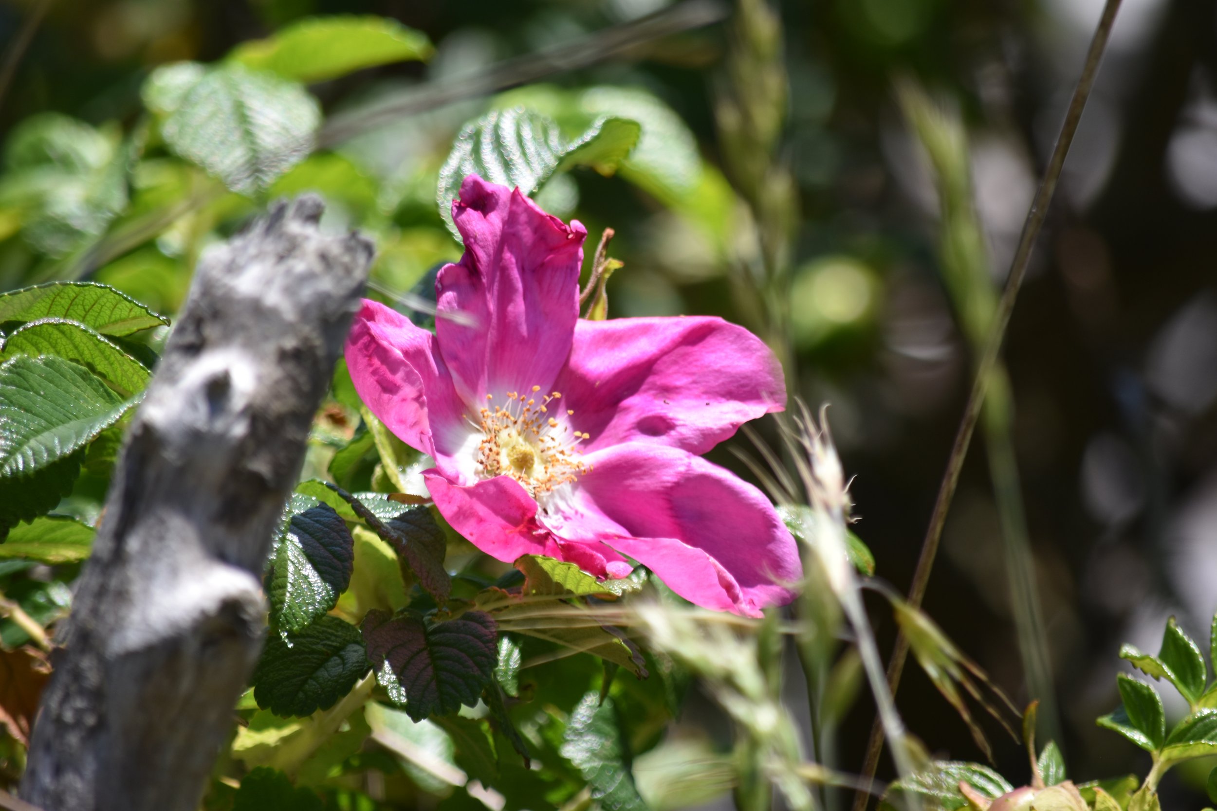 DSC_0786.jpeg
