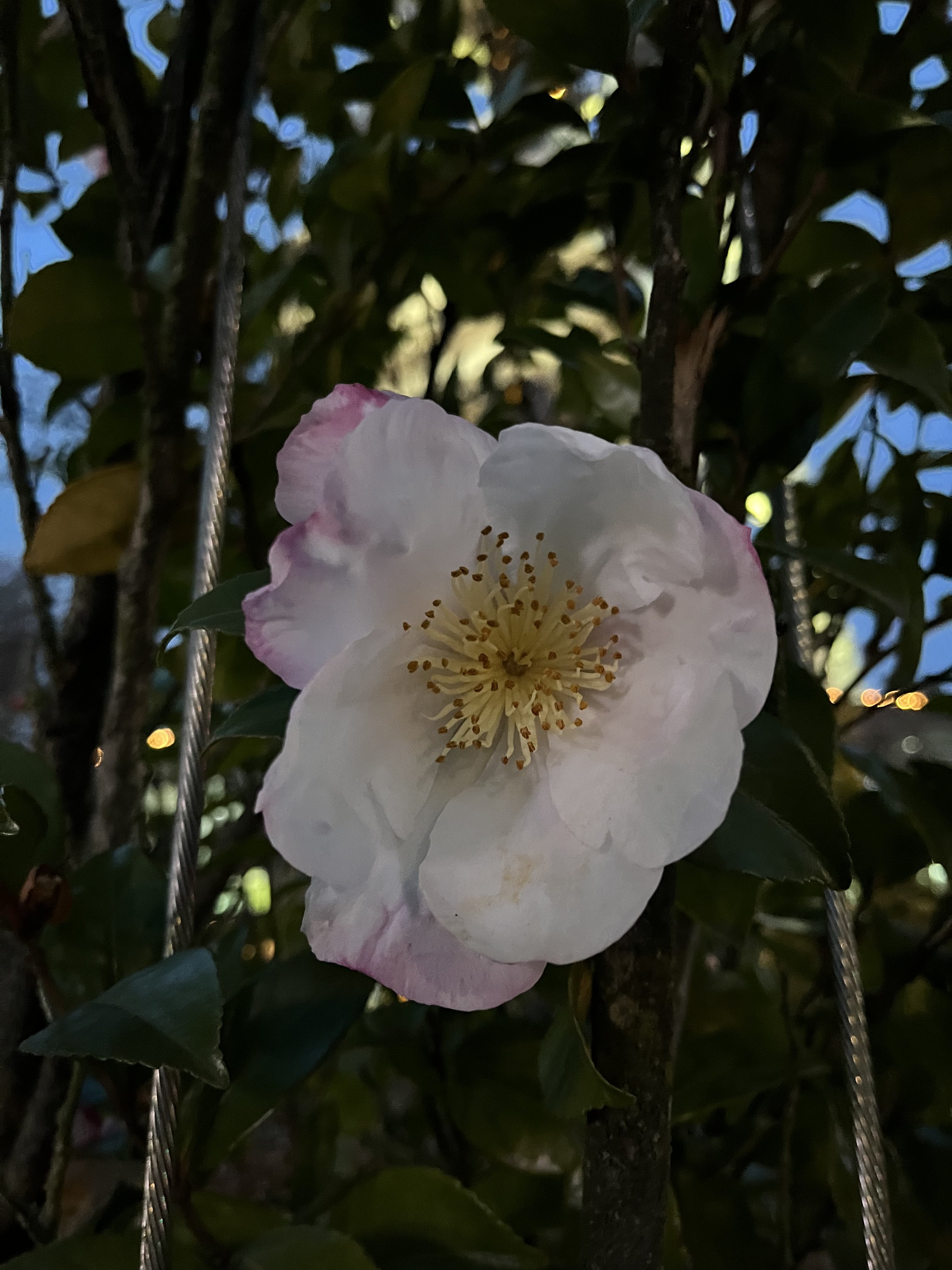 IMG_2651.jpeg