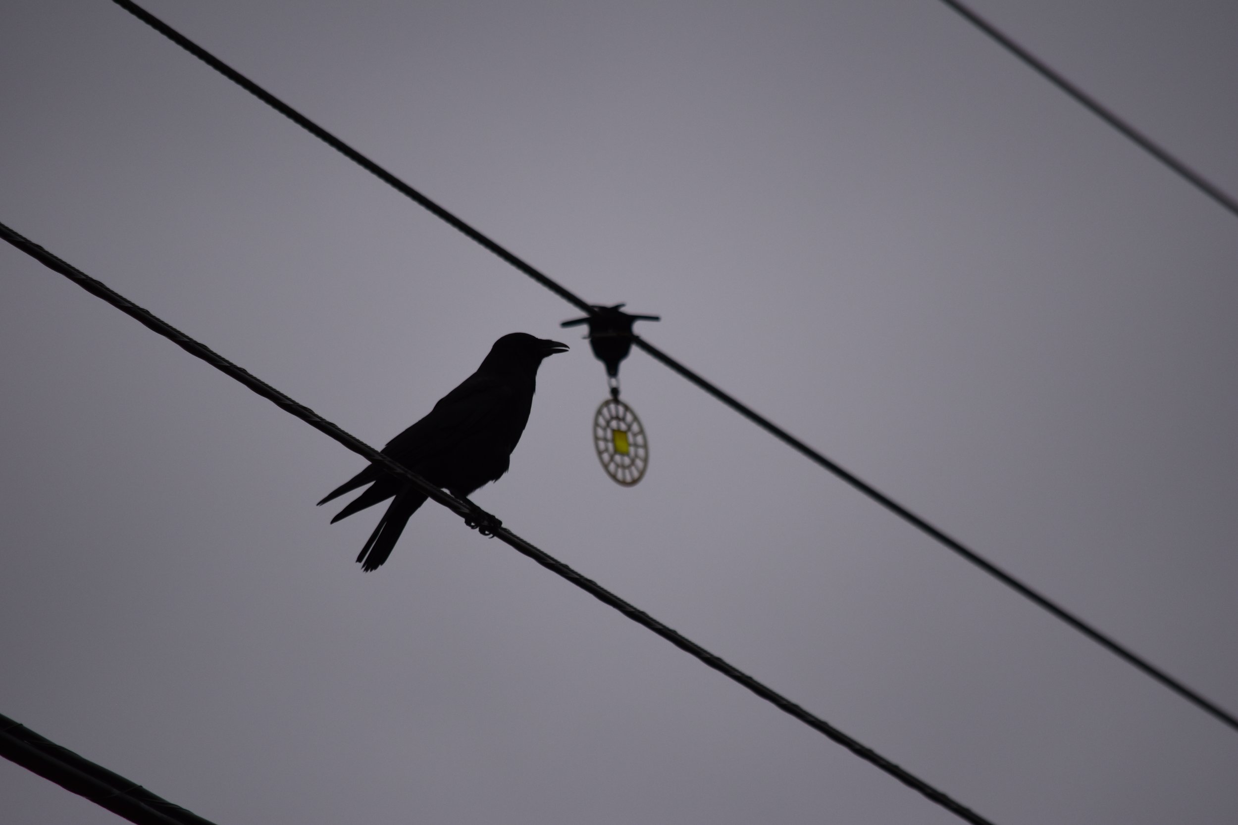 DSC_0555.jpeg