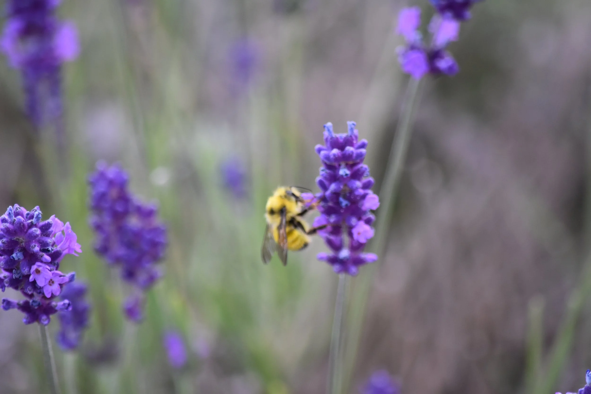 DSC_0566.jpeg