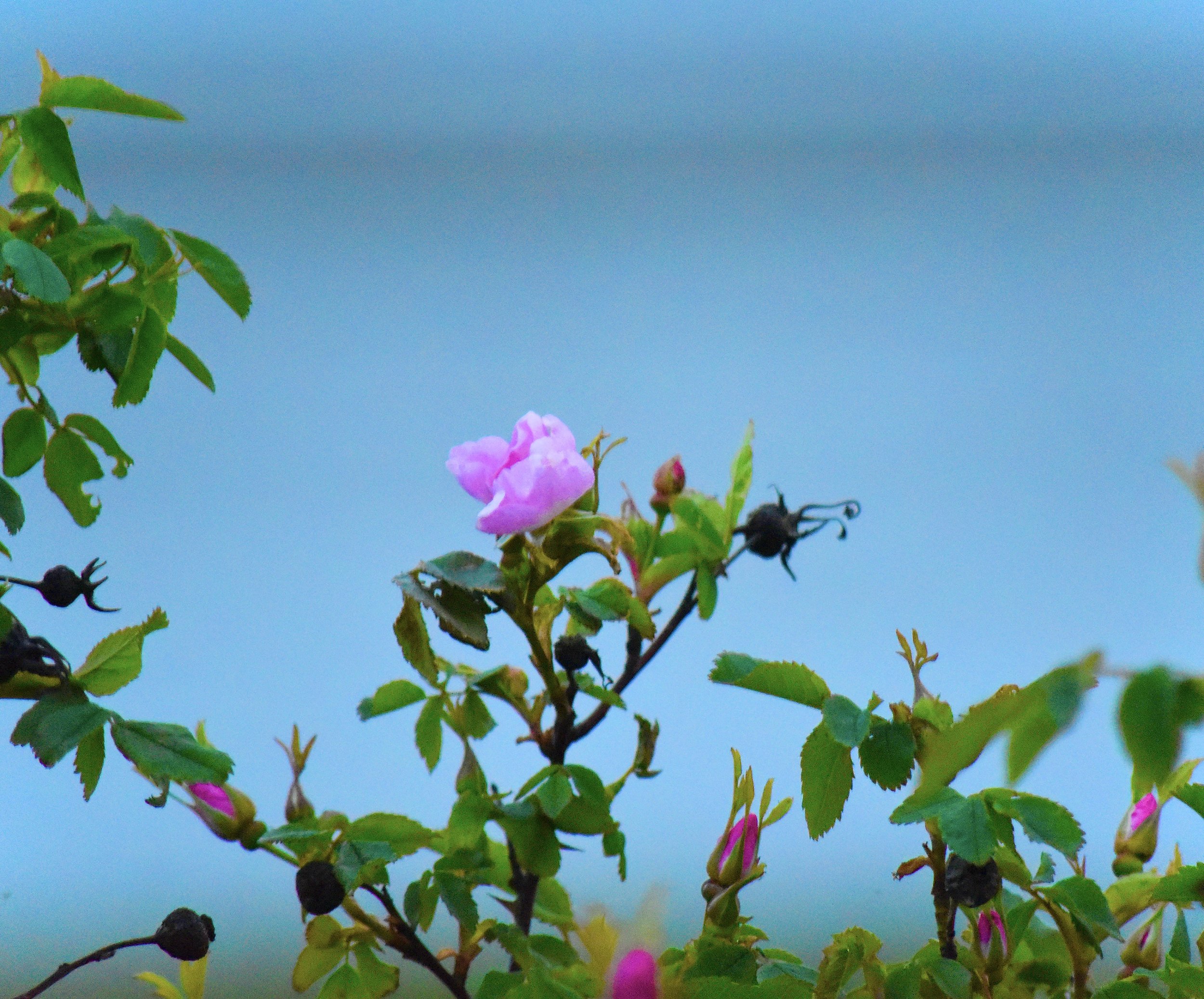 DSC_0868.jpeg