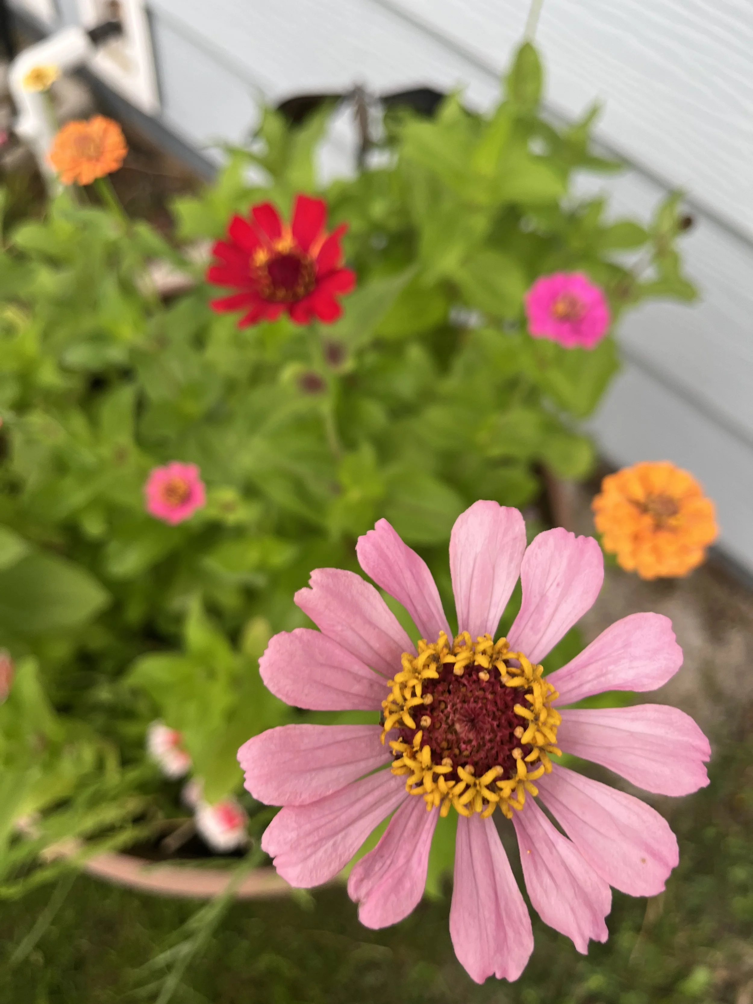 IMG_5233.jpeg
