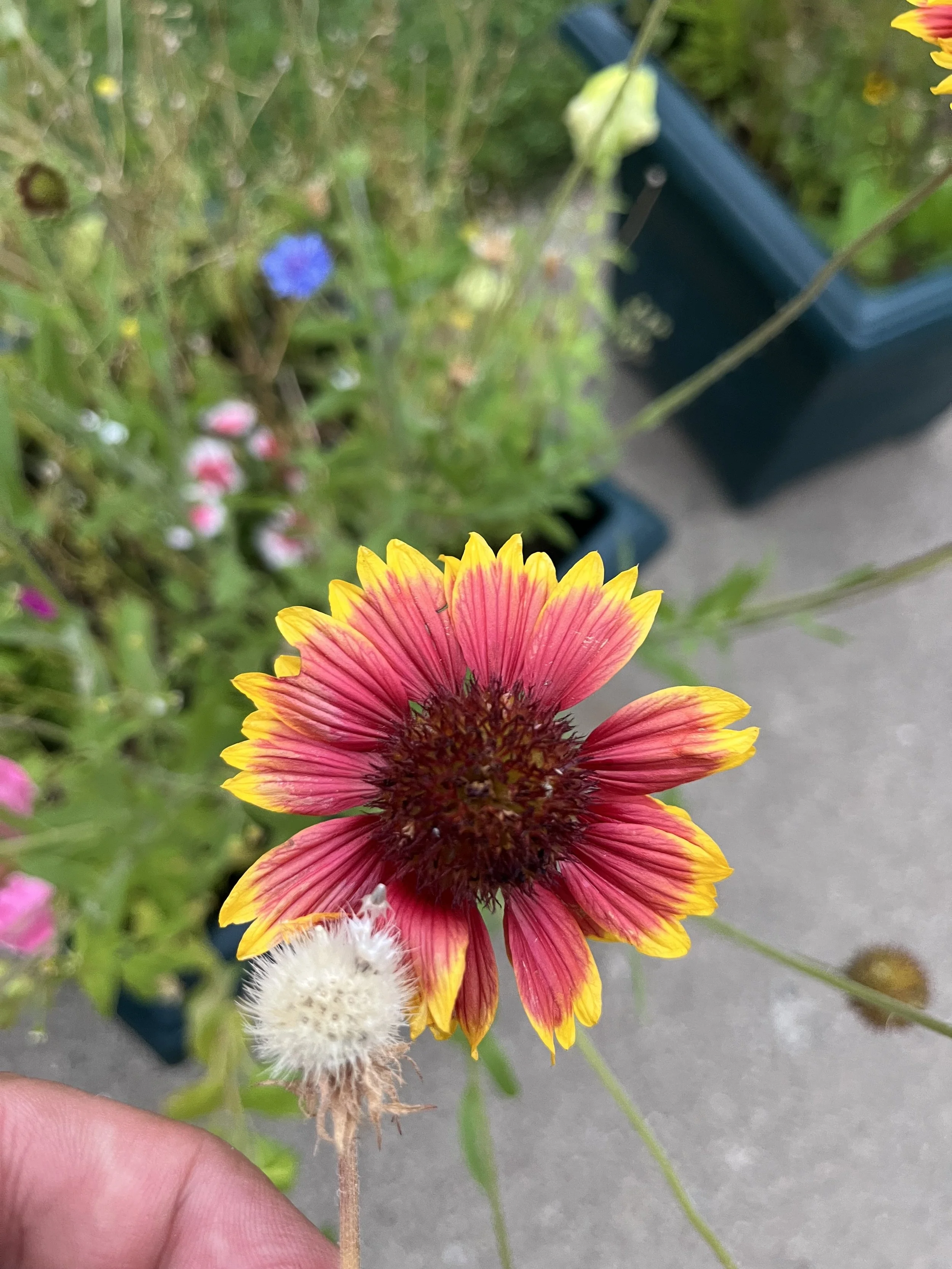 IMG_5570.jpeg