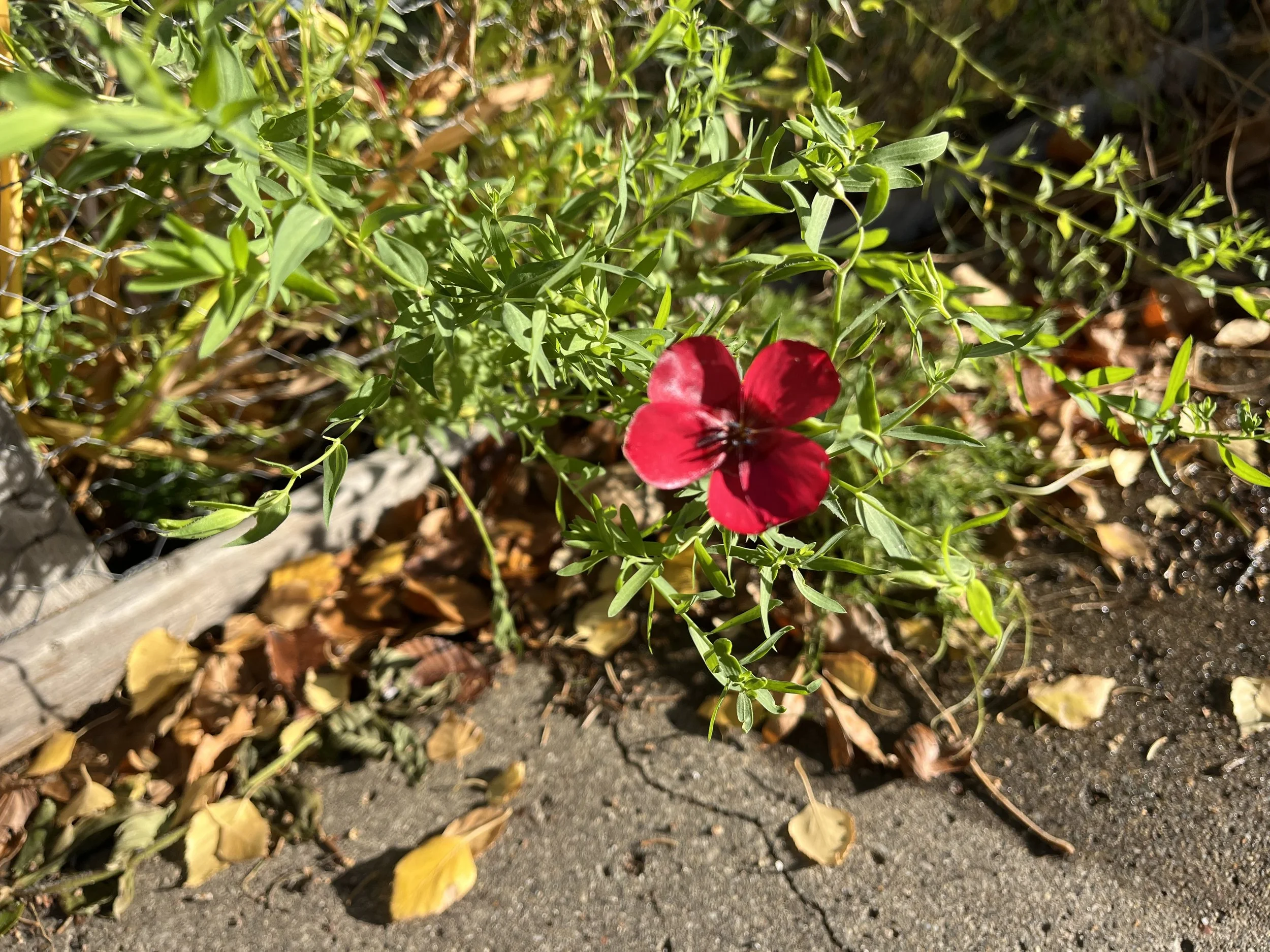 IMG_7418.jpeg