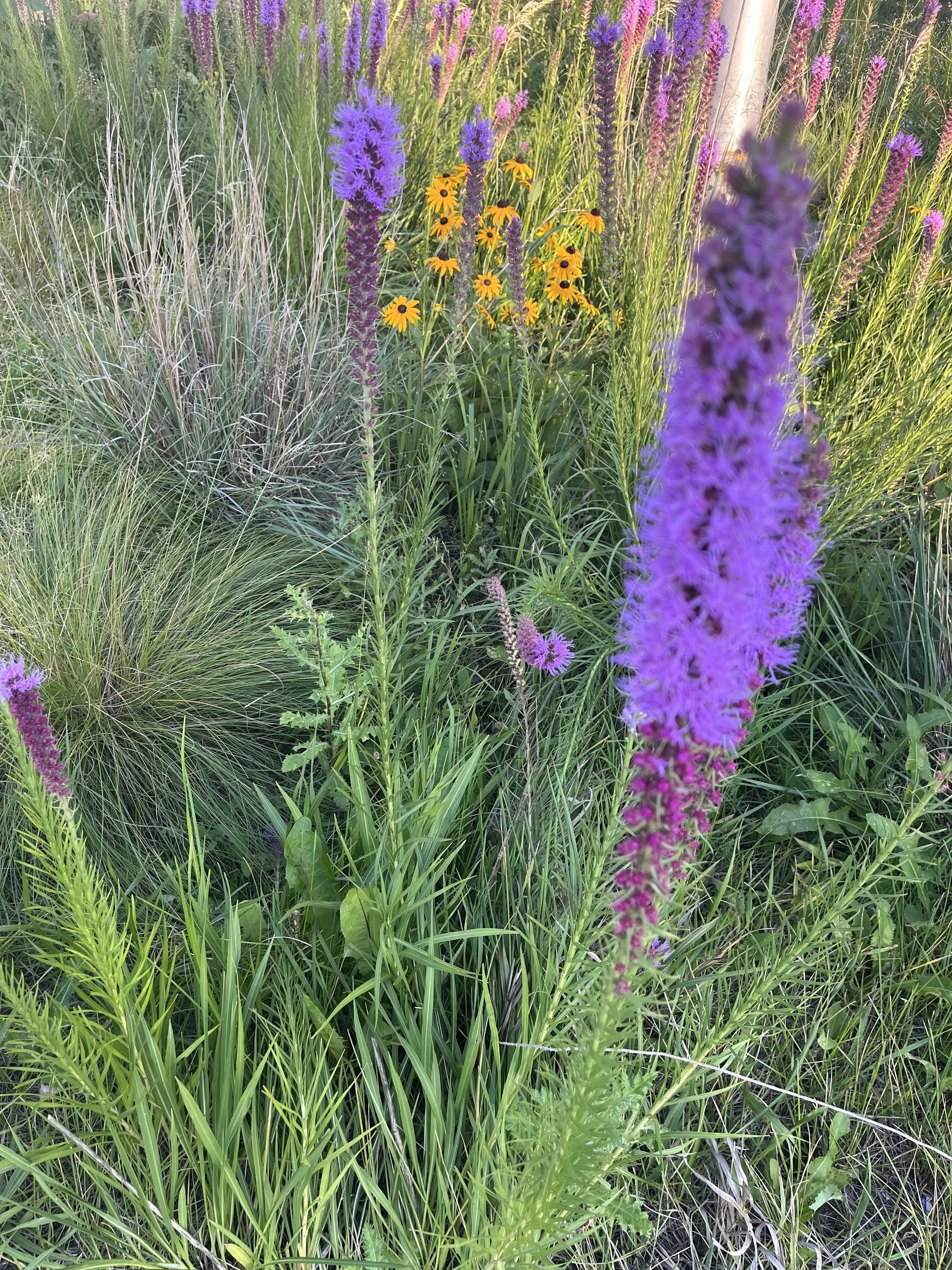 IMG_5485.jpeg
