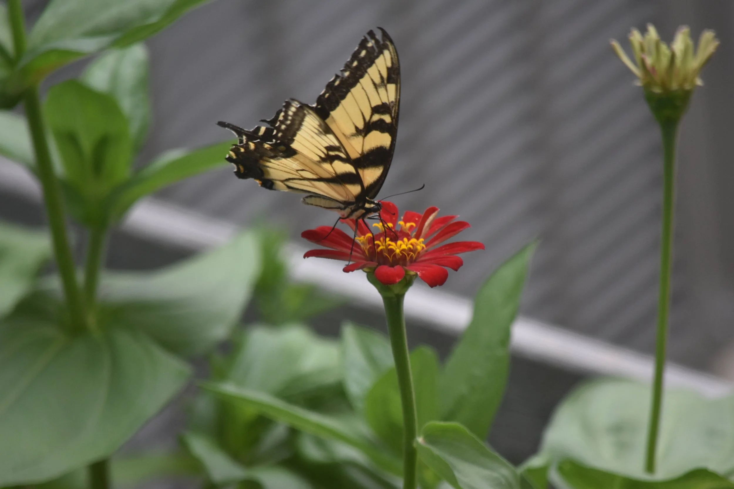 DSC_0444.jpeg