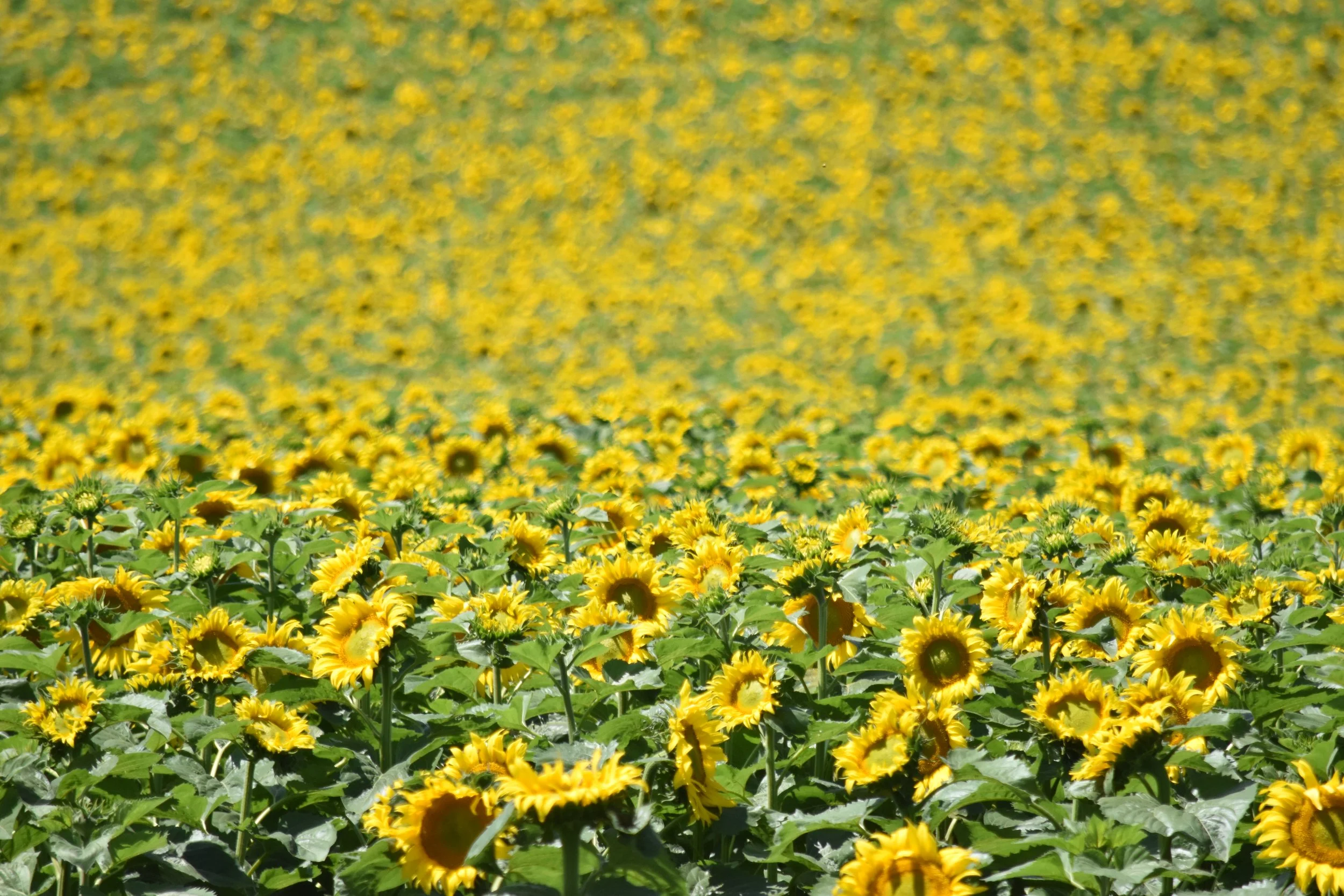DSC_0511.jpeg