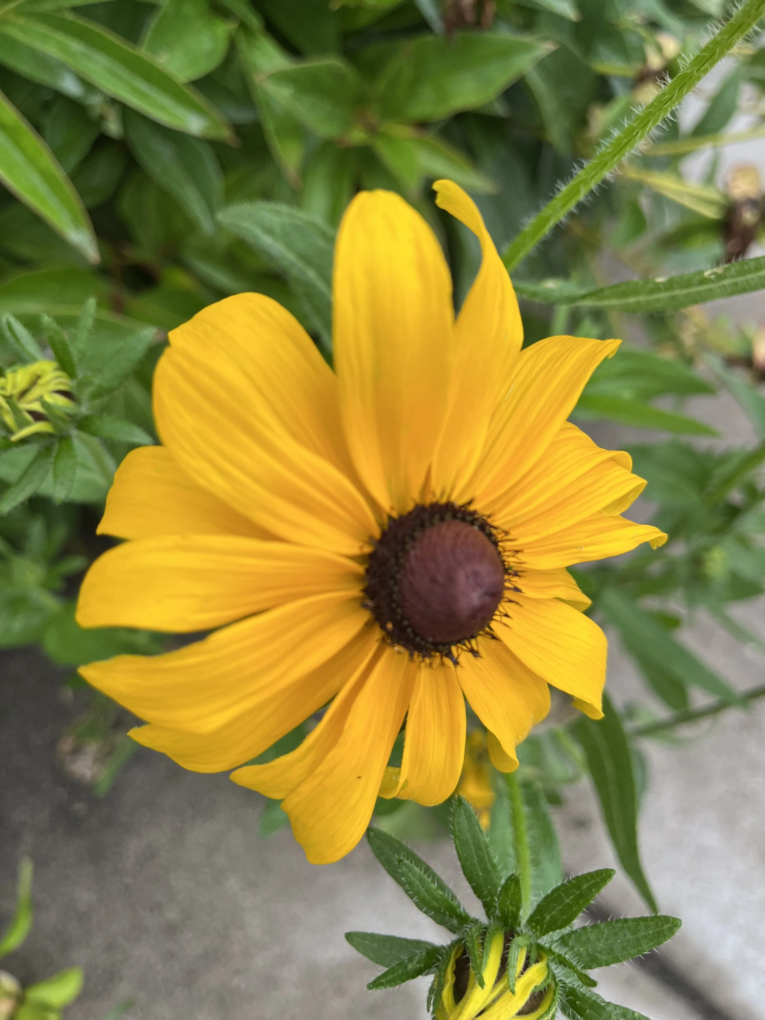 IMG_5238.jpeg