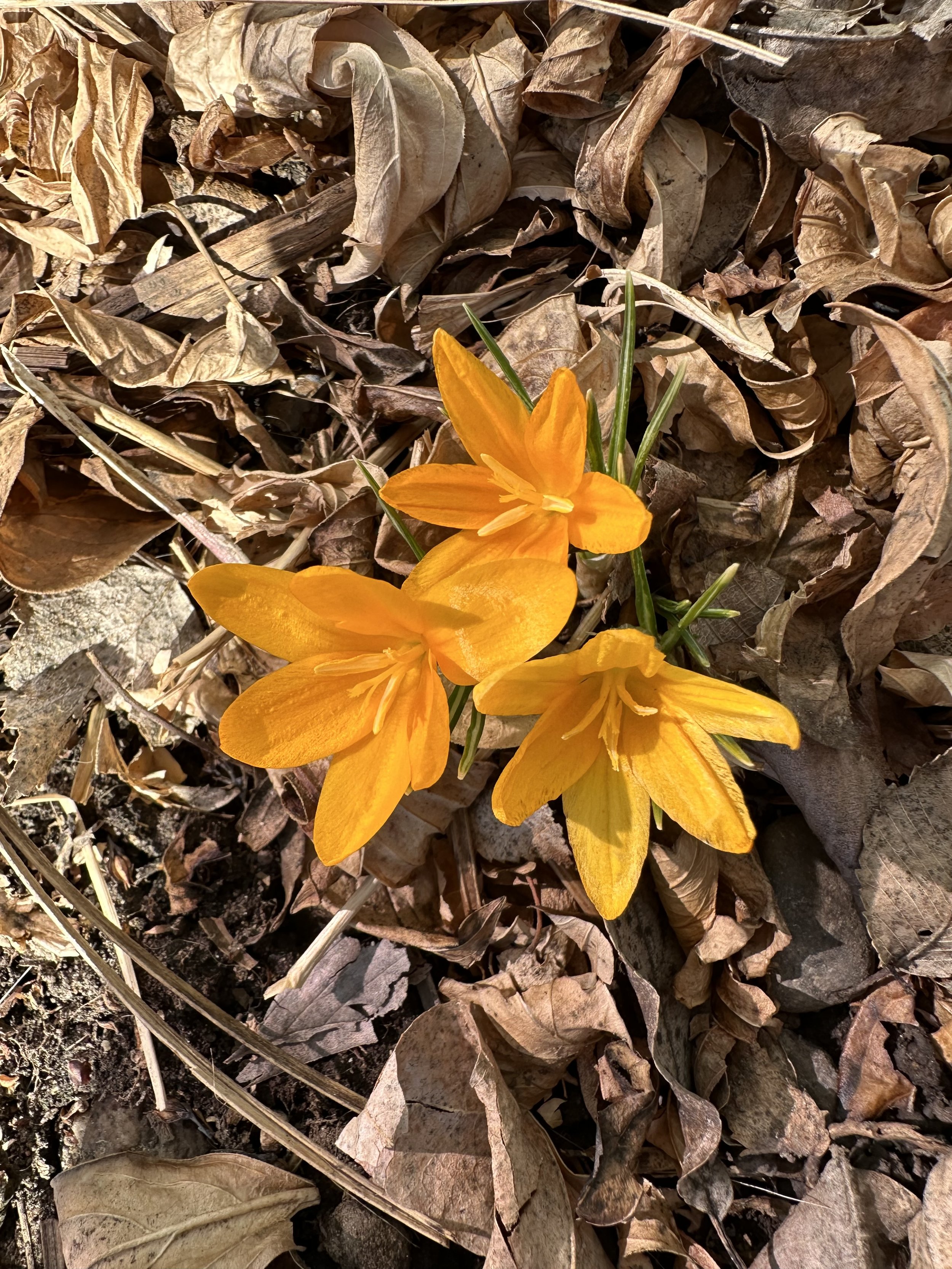 IMG_5041.jpeg