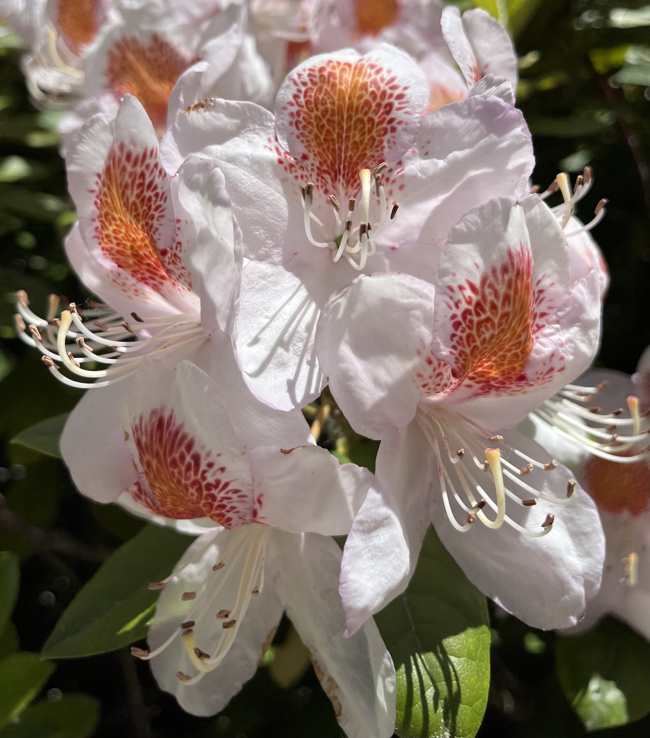 IMG_5377.jpeg