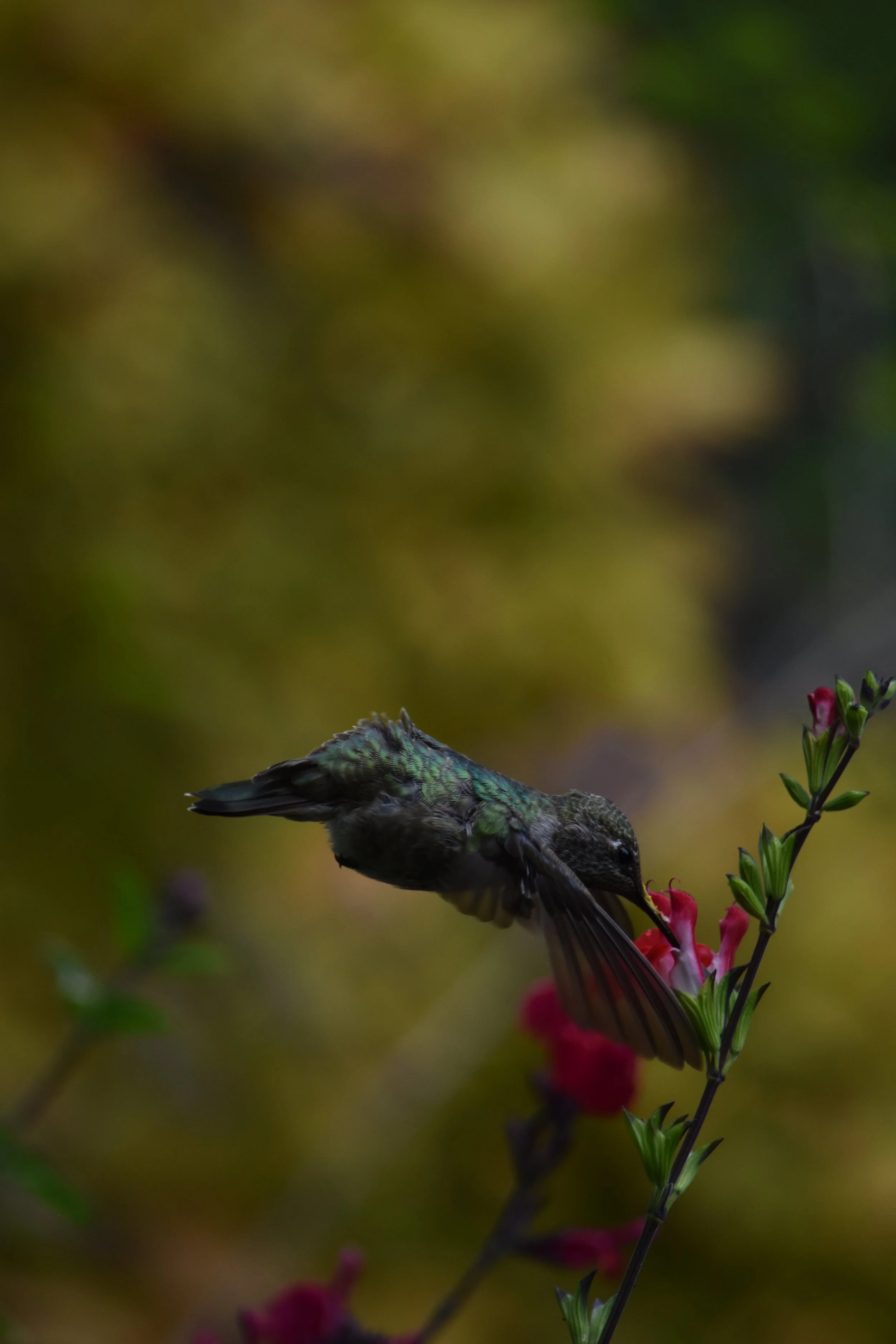 DSC_0635.jpeg