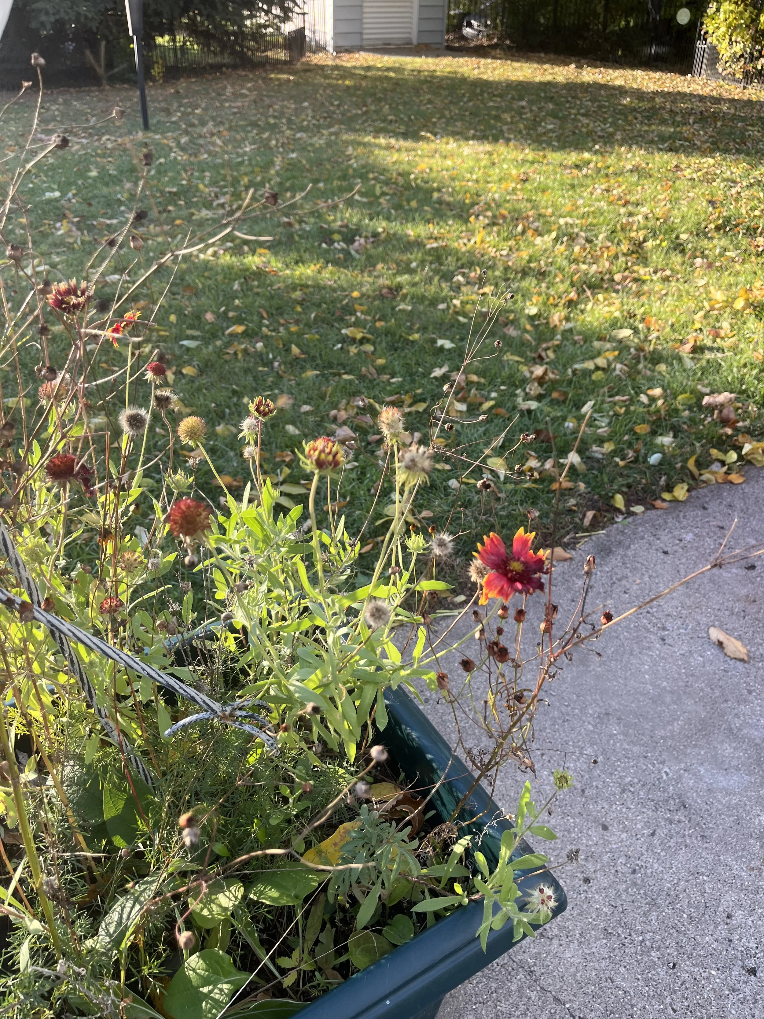 IMG_7262.jpeg